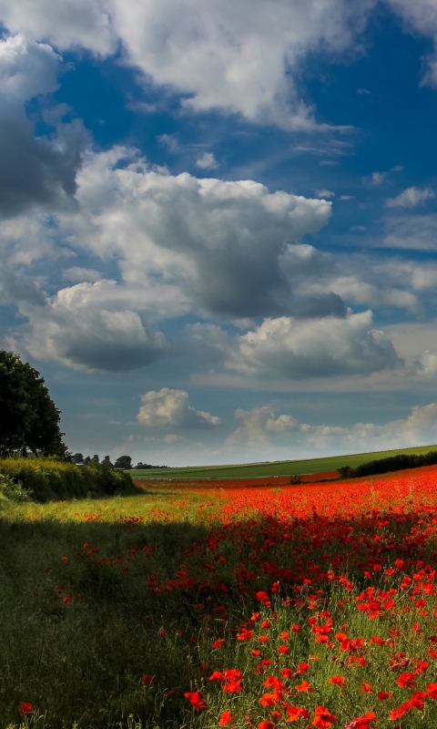 Descarga gratuita de fondo de pantalla para móvil de Flores, Nube, Amapola, Tierra/naturaleza.