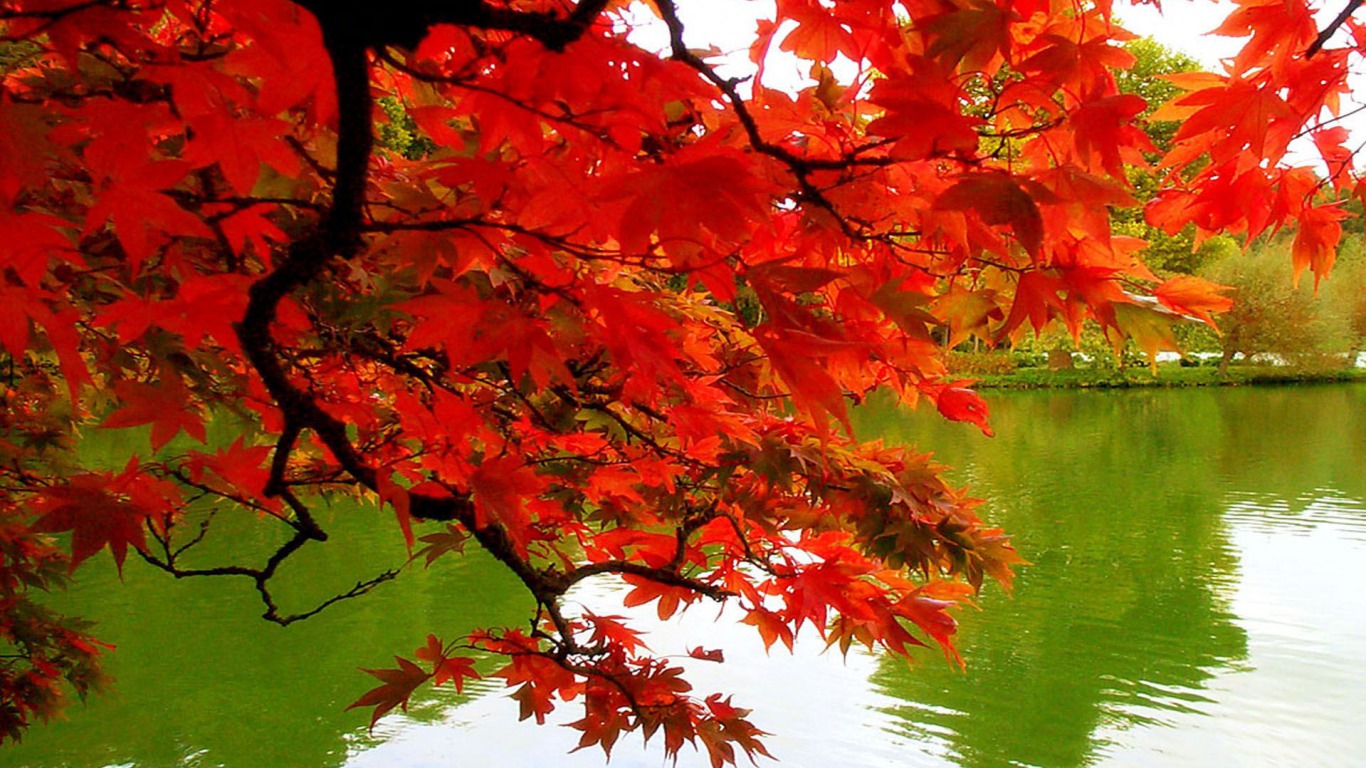 609314 скачать картинку осень, земля/природа, ответвляться, озеро, листва - обои и заставки бесплатно