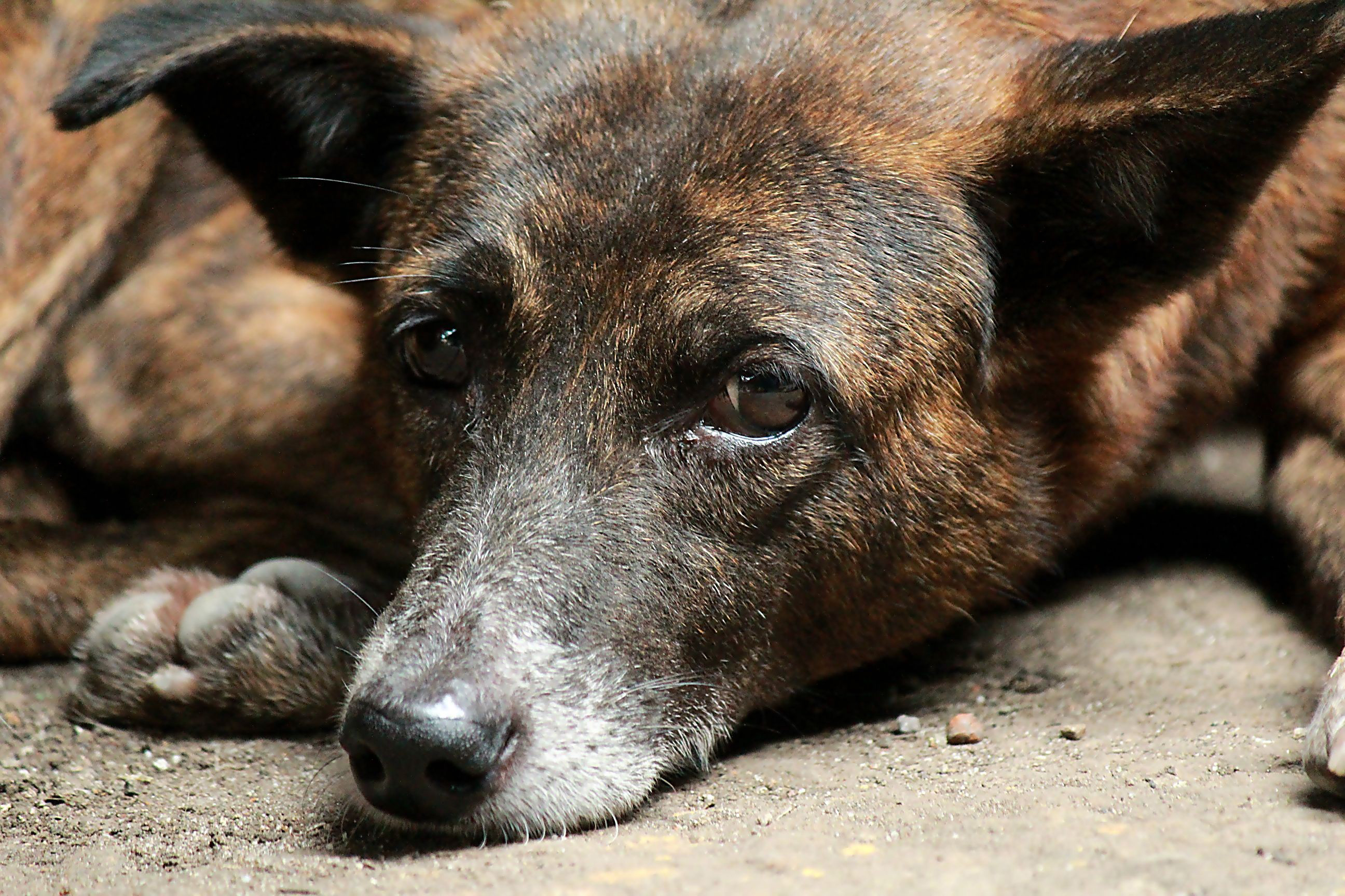 Handy-Wallpaper Hunde, Hund, Tiere kostenlos herunterladen.