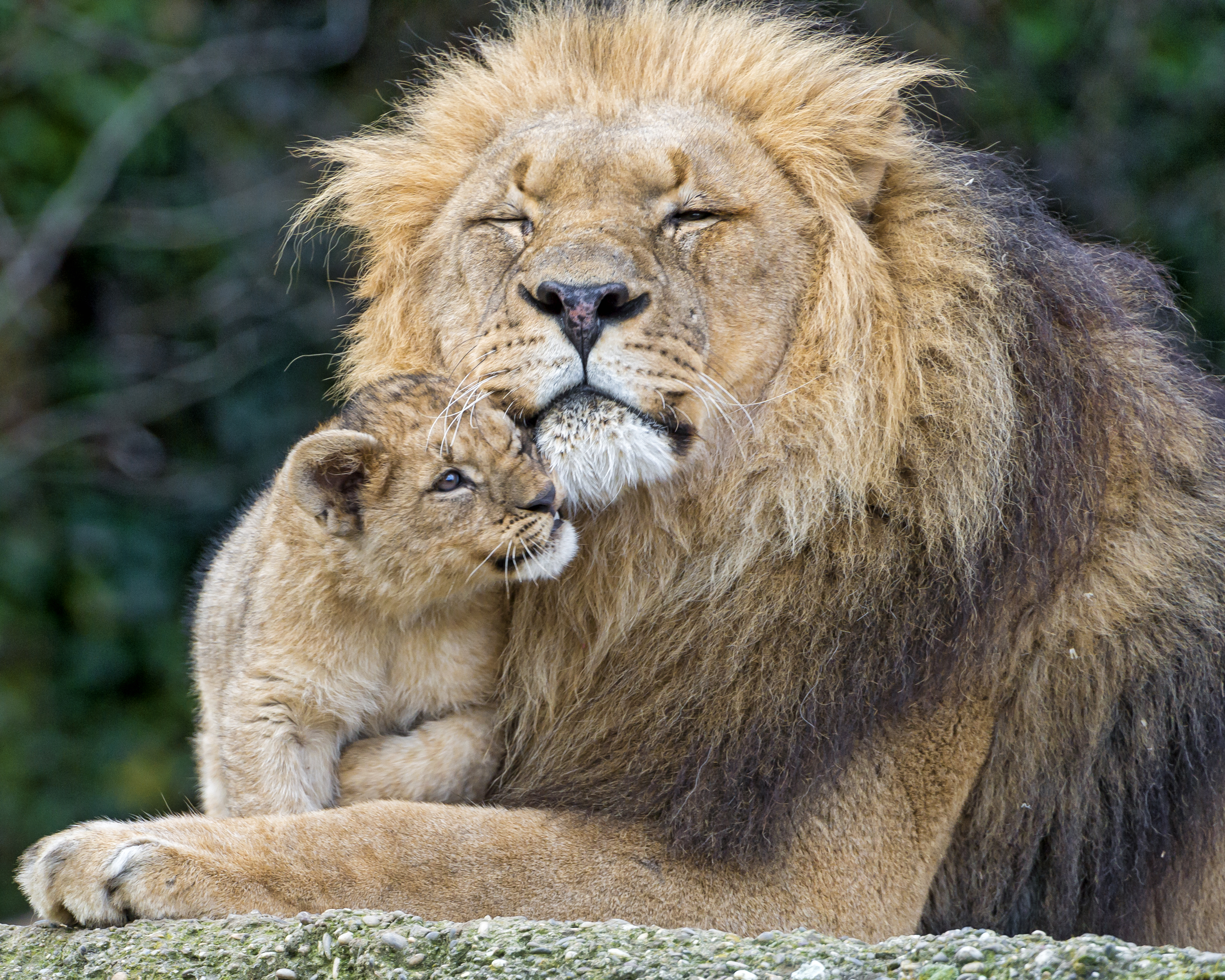 Download mobile wallpaper Cats, Love, Lion, Animal, Cub for free.