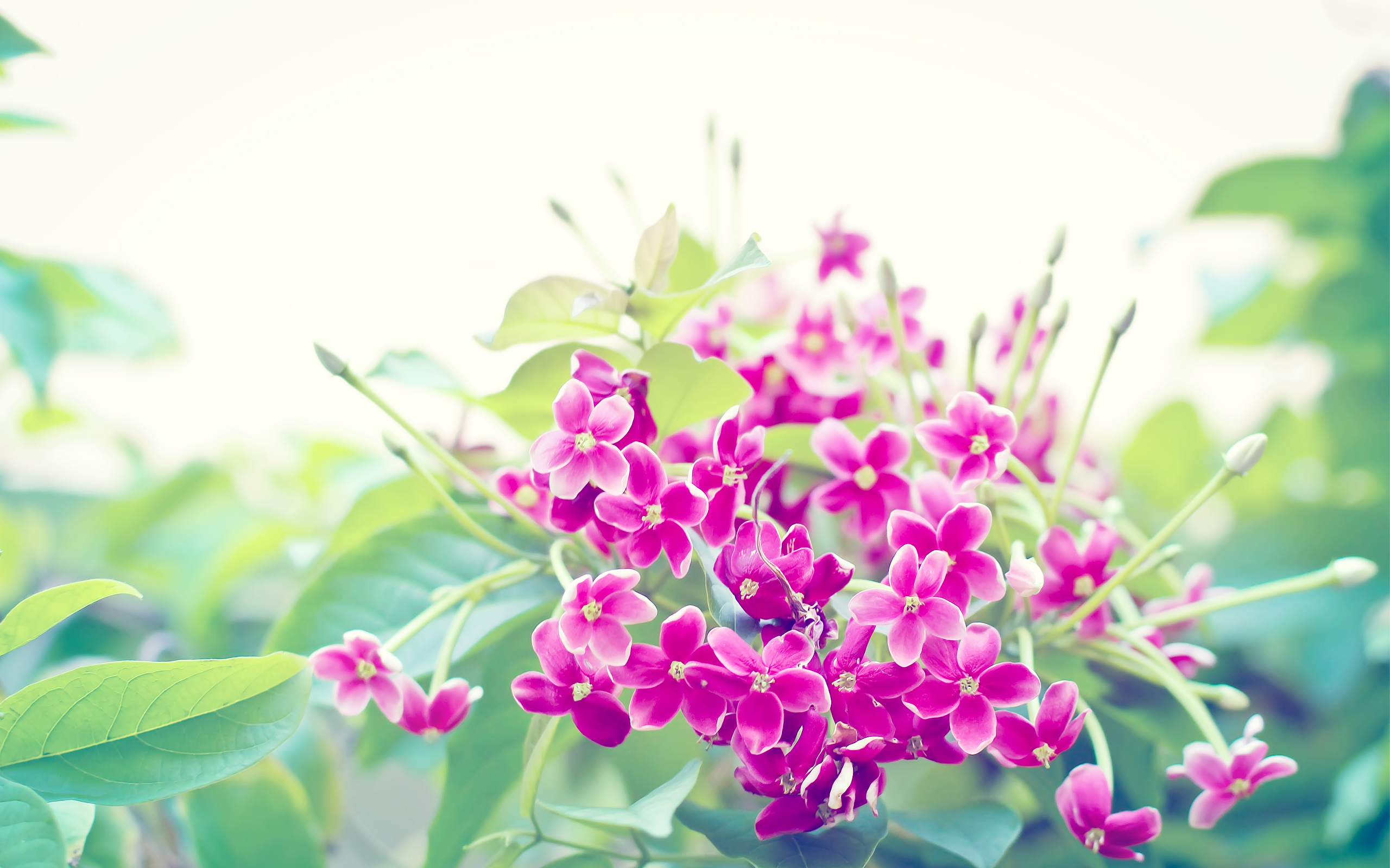 Free download wallpaper Flowers, Flower, Earth on your PC desktop