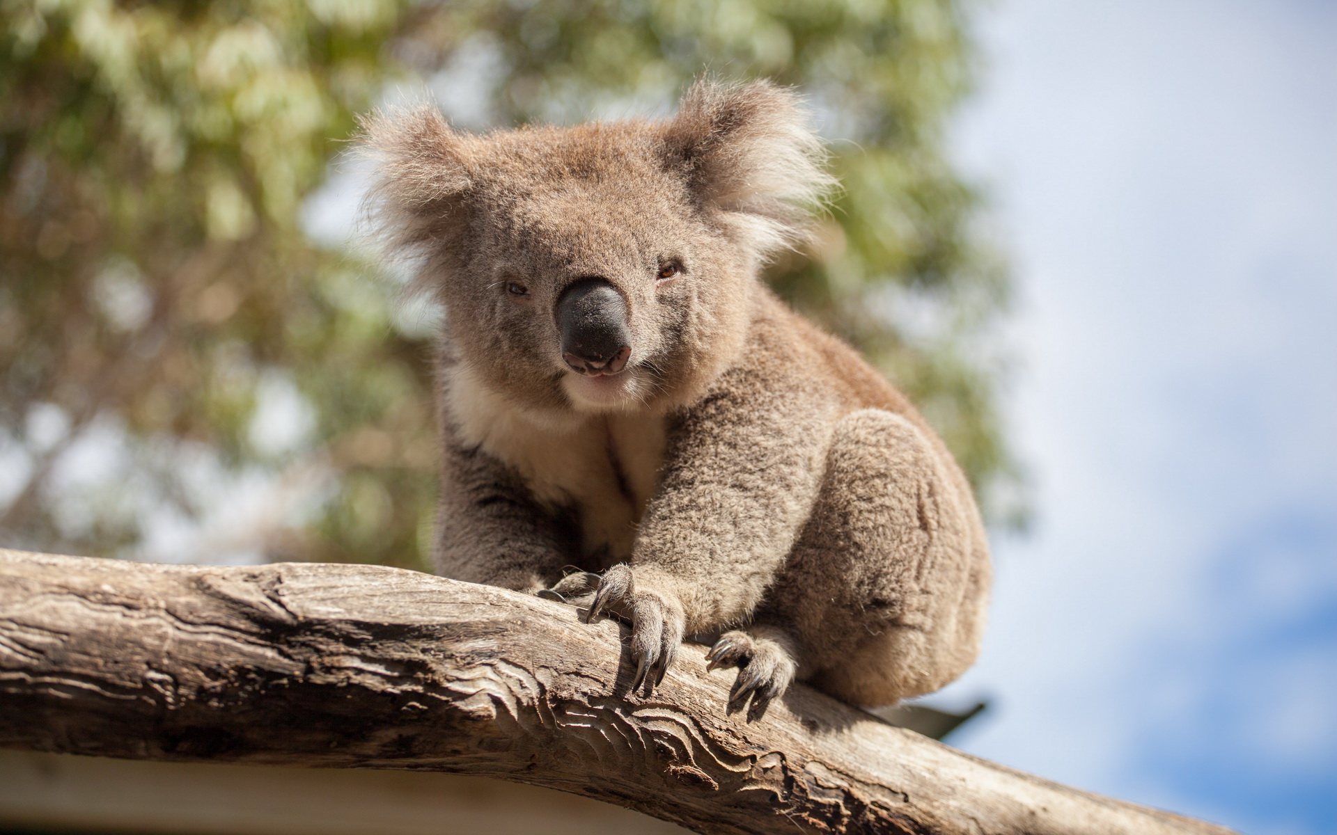 Téléchargez gratuitement l'image Animaux, Koala sur le bureau de votre PC