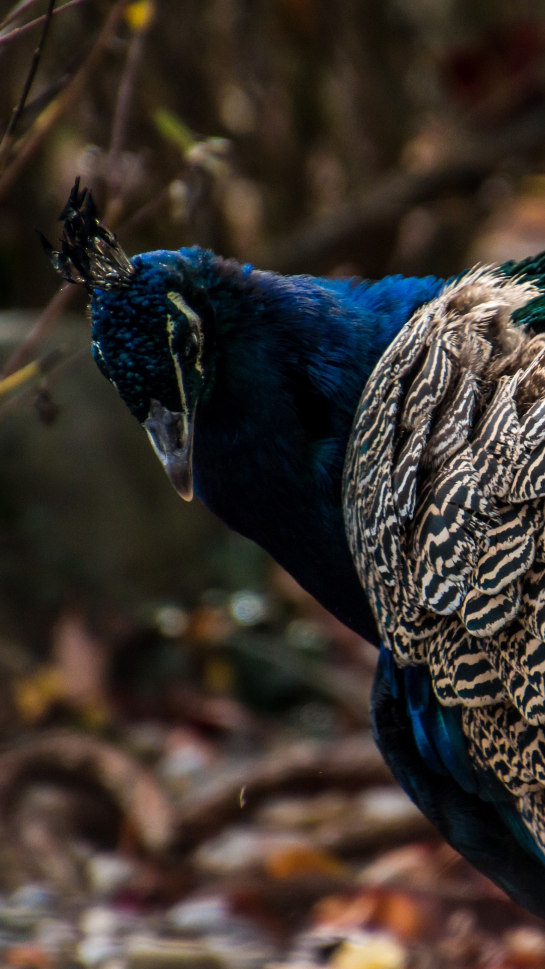 Descarga gratuita de fondo de pantalla para móvil de Animales, Pluma, Pájaro, Pavo Real, Aves, Ave.