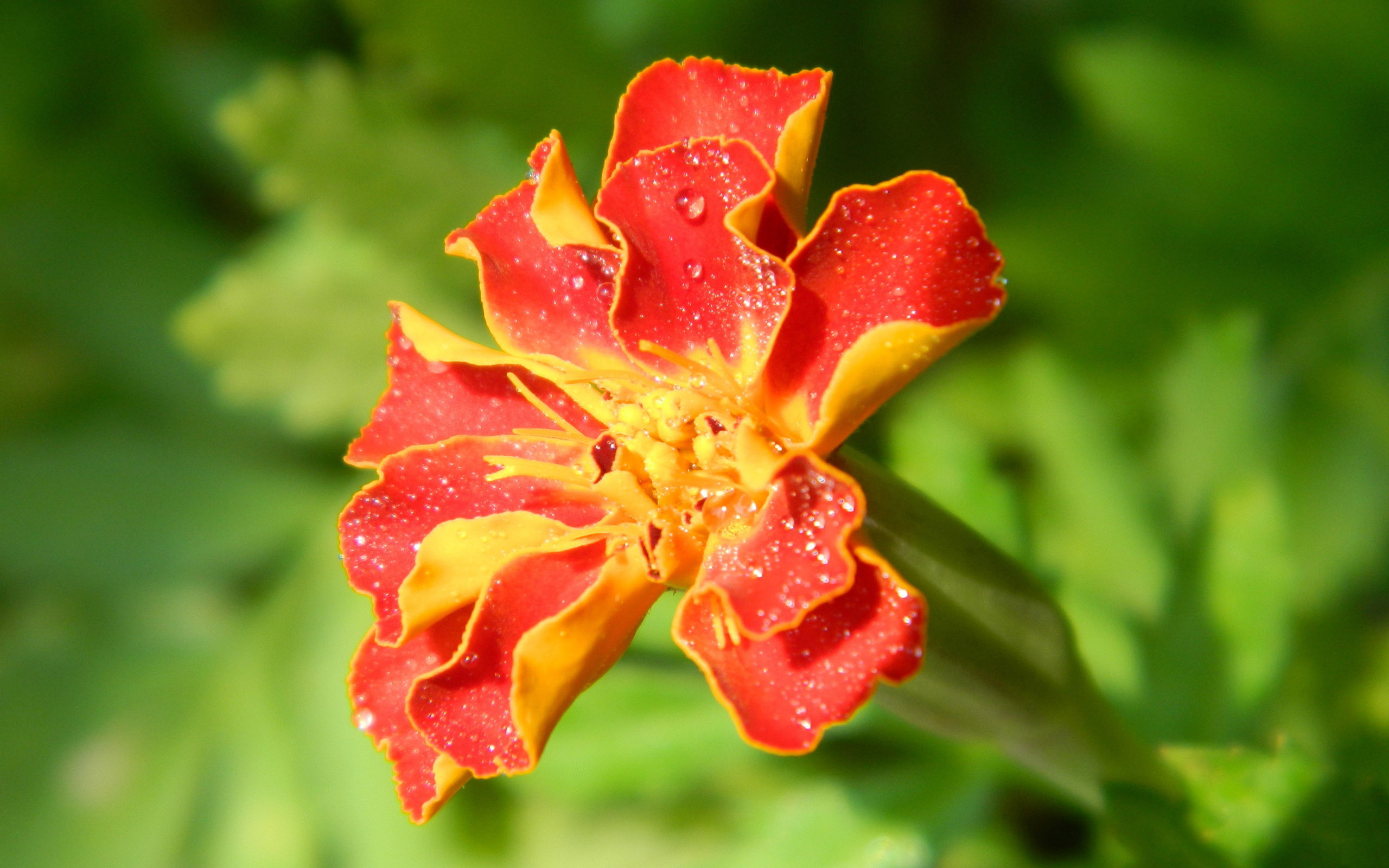 Baixe gratuitamente a imagem Flores, Flor, Terra/natureza na área de trabalho do seu PC