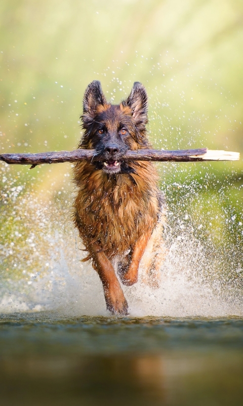 無料モバイル壁紙動物, 水, 犬, スプラッシュをダウンロードします。