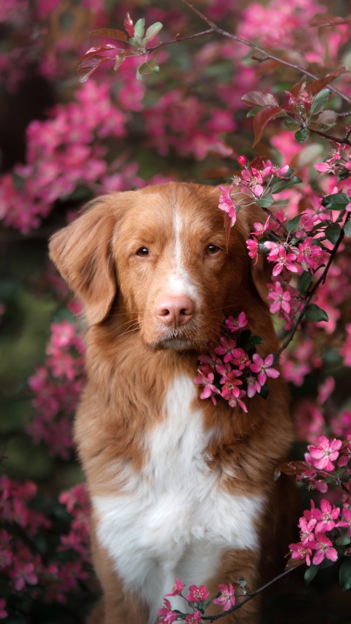 Handy-Wallpaper Tiere, Hunde, Hund, Pinke Blume, Nova Scotia Duck Tolling Retriever kostenlos herunterladen.