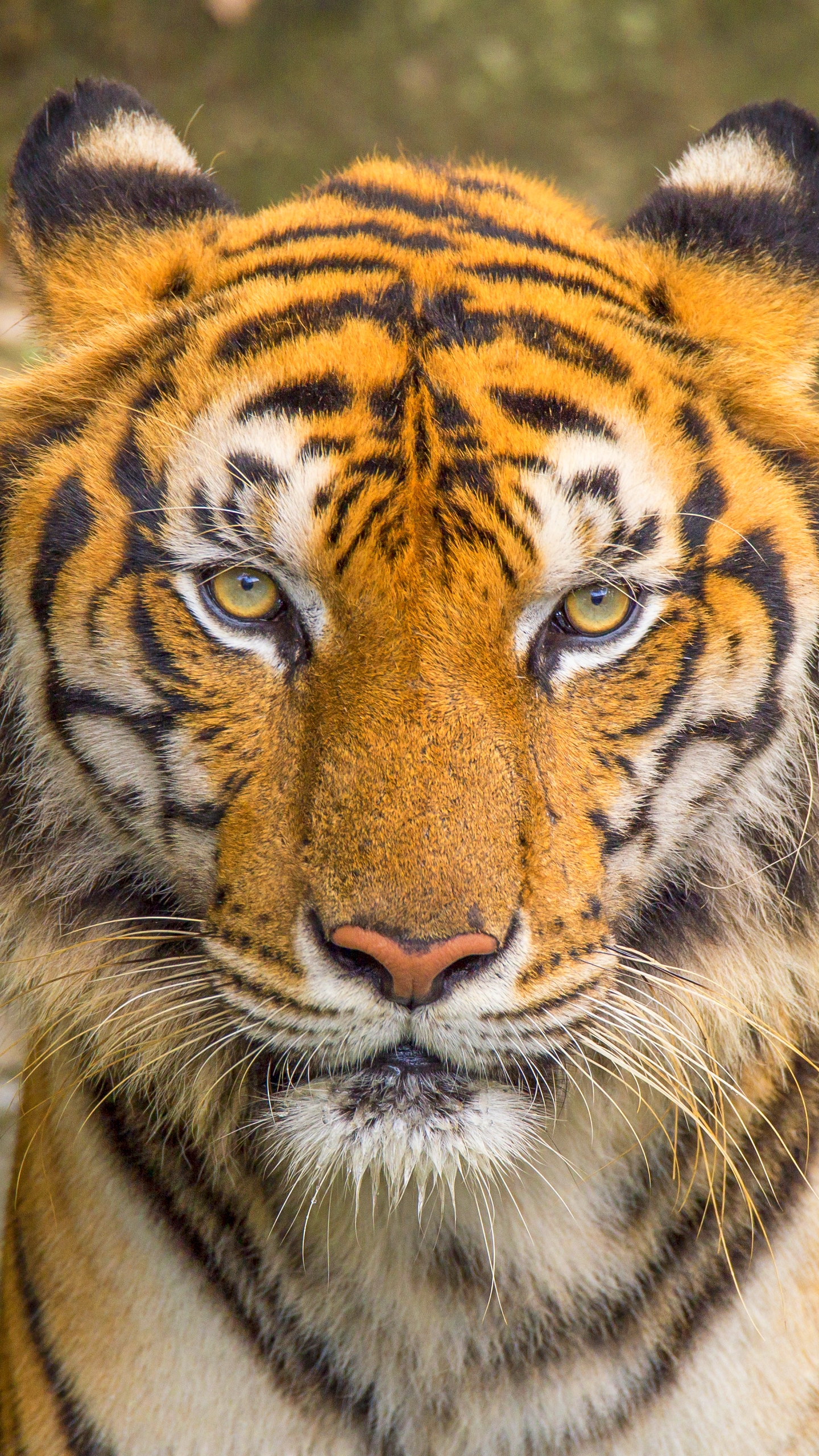 Download mobile wallpaper Cats, Tiger, Animal for free.