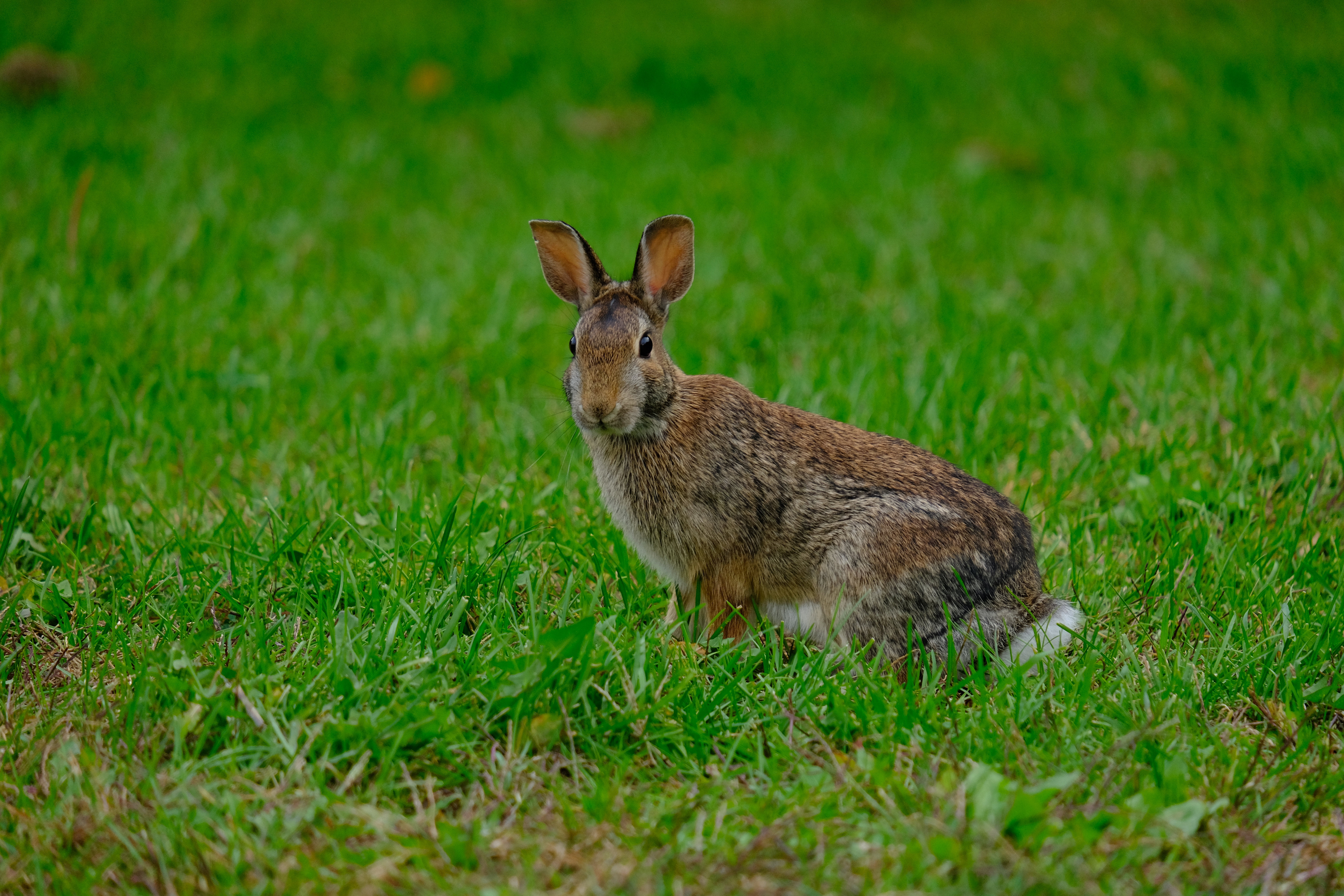 Free download wallpaper Animals, Grass, Animal, Rabbit, Hare on your PC desktop
