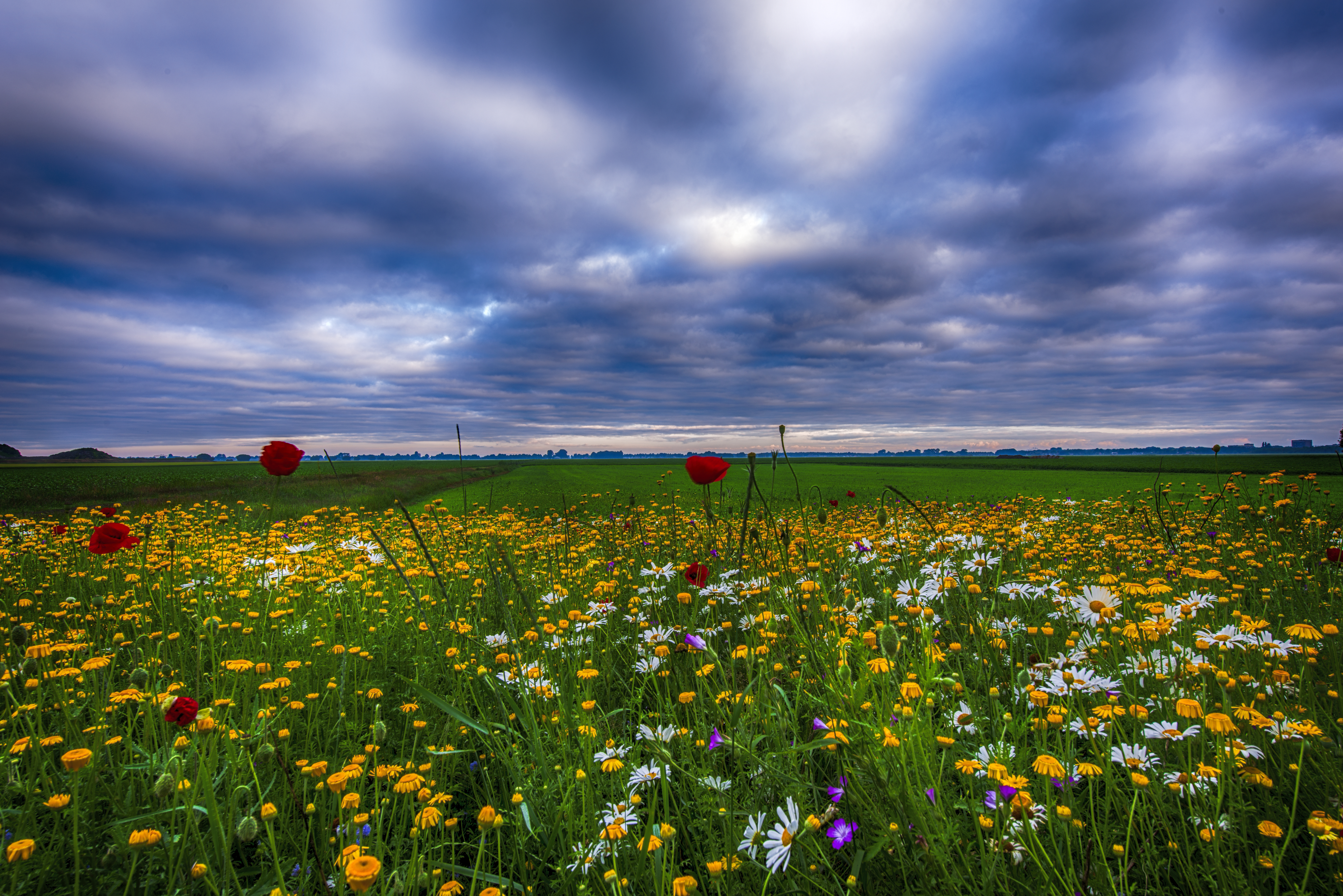 Laden Sie das Blumen, Horizont, Blume, Feld, Wolke, Wiese, Gelbe Blume, Himmel, Weiße Blume, Rote Blume, Erde/natur-Bild kostenlos auf Ihren PC-Desktop herunter