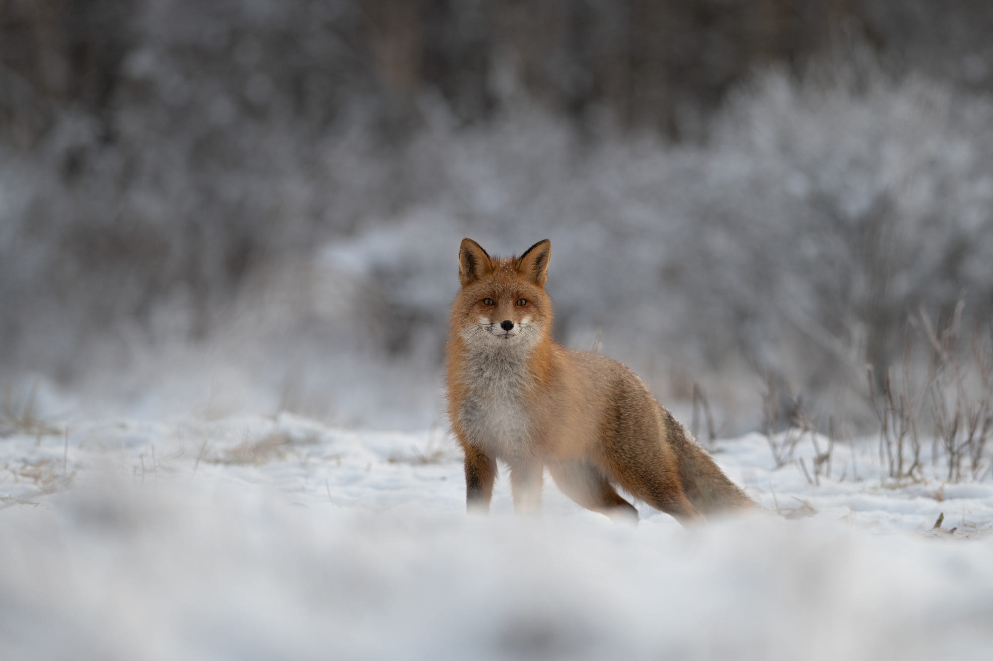 Laden Sie das Tiere, Fuchs-Bild kostenlos auf Ihren PC-Desktop herunter