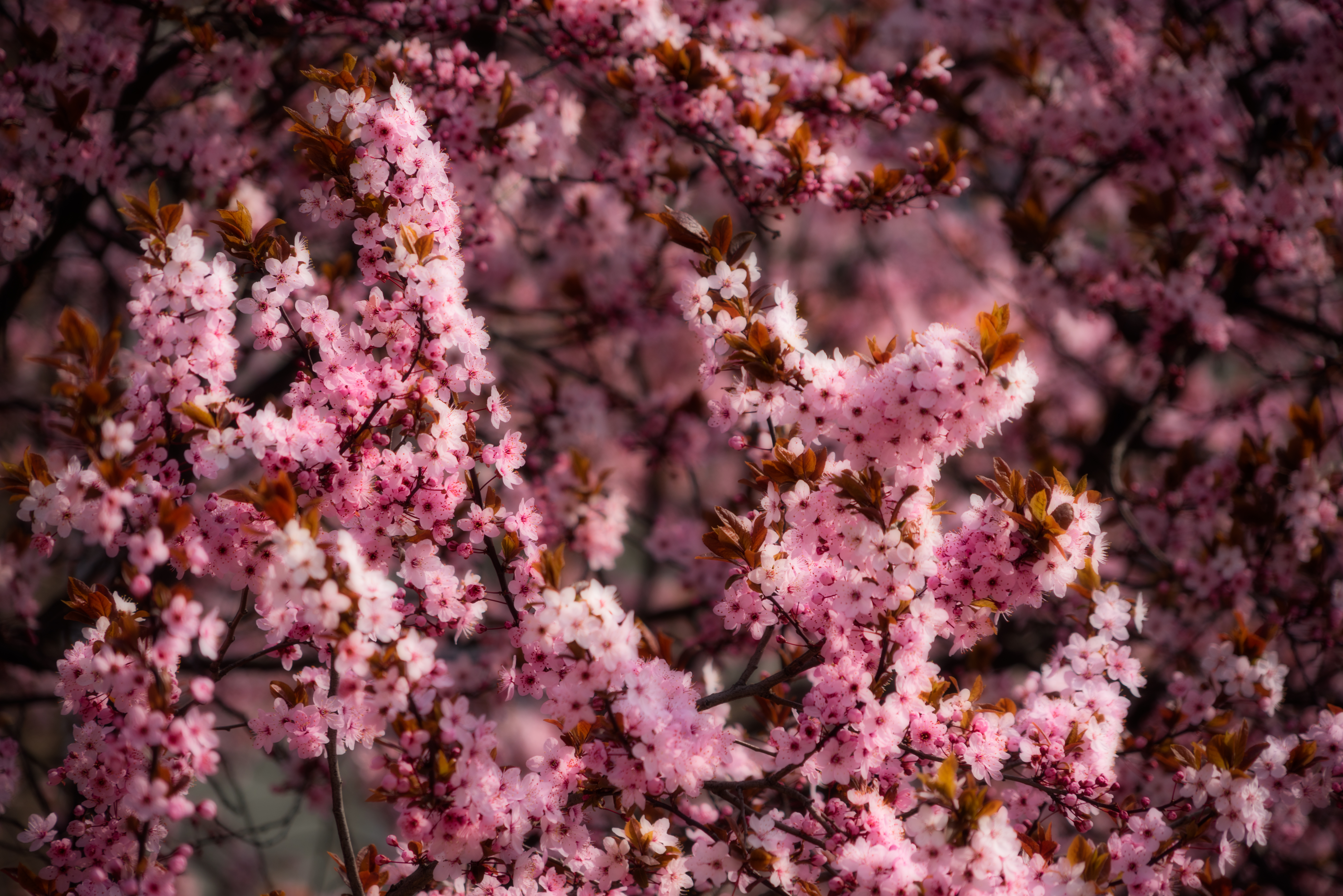 Free download wallpaper Flowers, Pink, Flowering, Bloom, Spring on your PC desktop