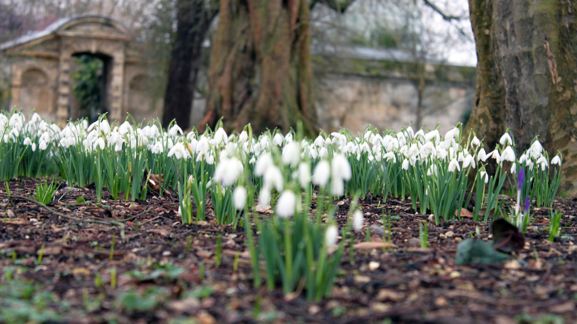 Free download wallpaper Flowers, Earth, Snowdrop on your PC desktop