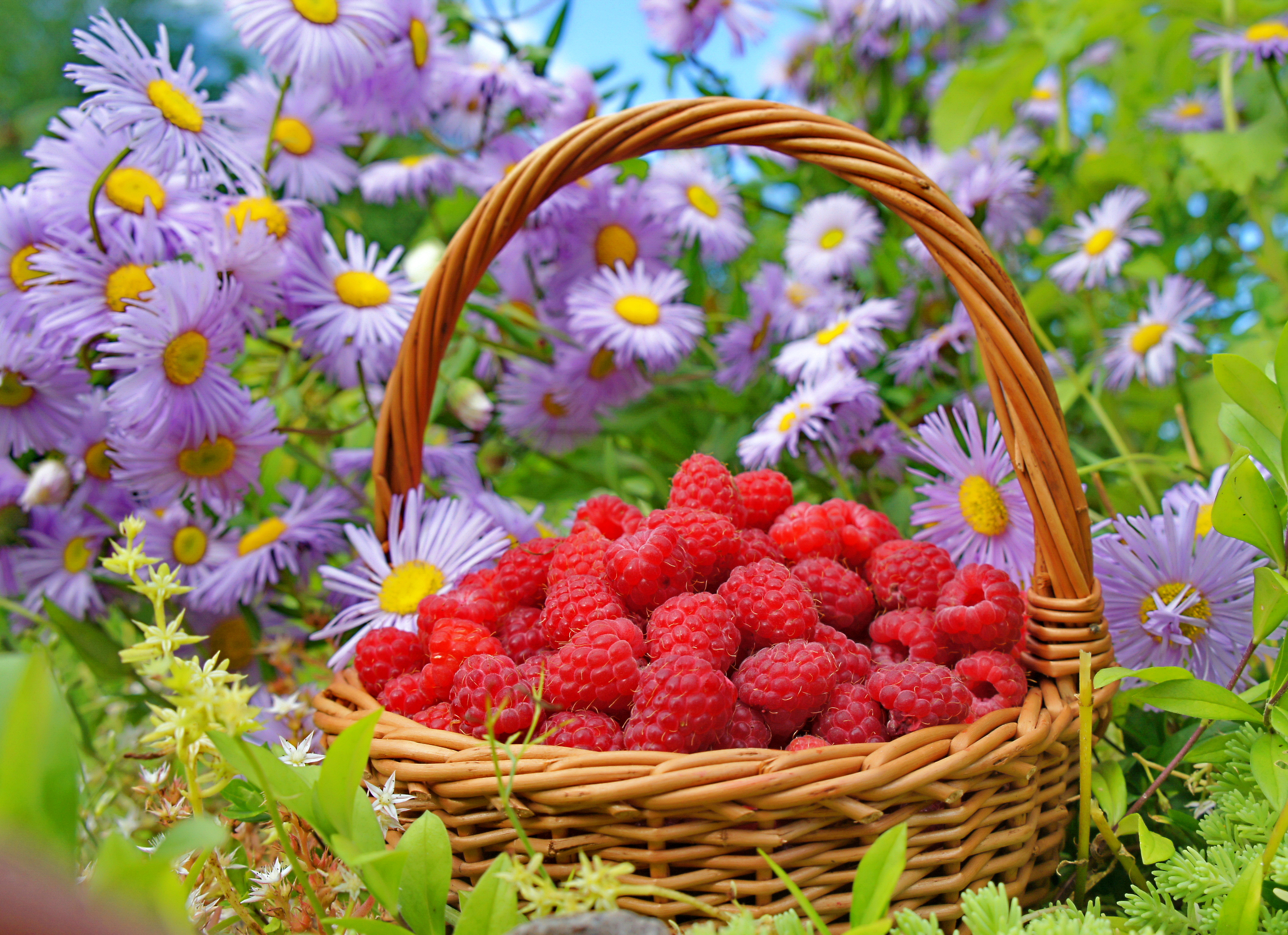 Handy-Wallpaper Himbeere, Berries, Korb, Lebensmittel, Blumen kostenlos herunterladen.