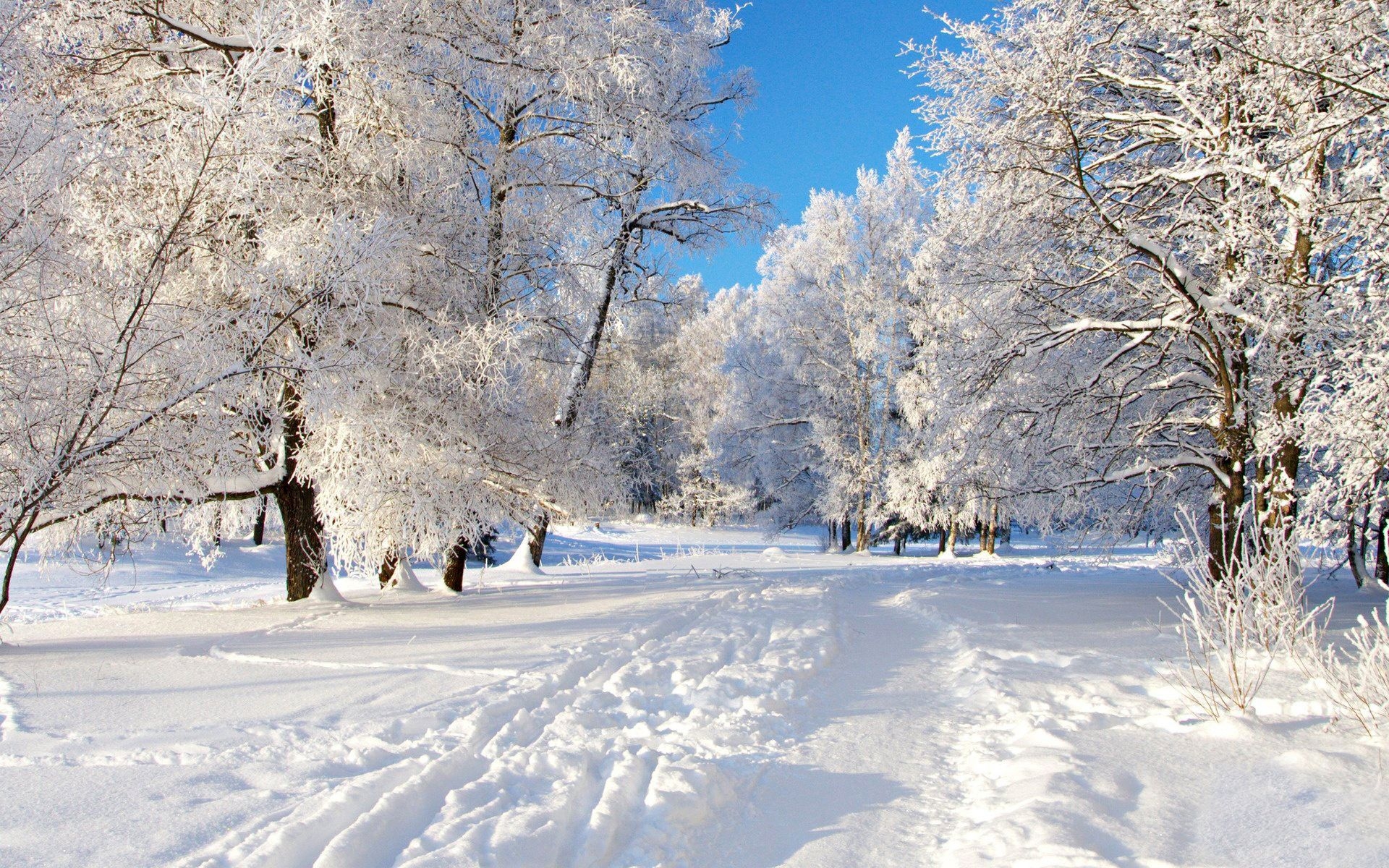 37117 скачать обои деревья, зима, серые, пейзаж - заставки и картинки бесплатно