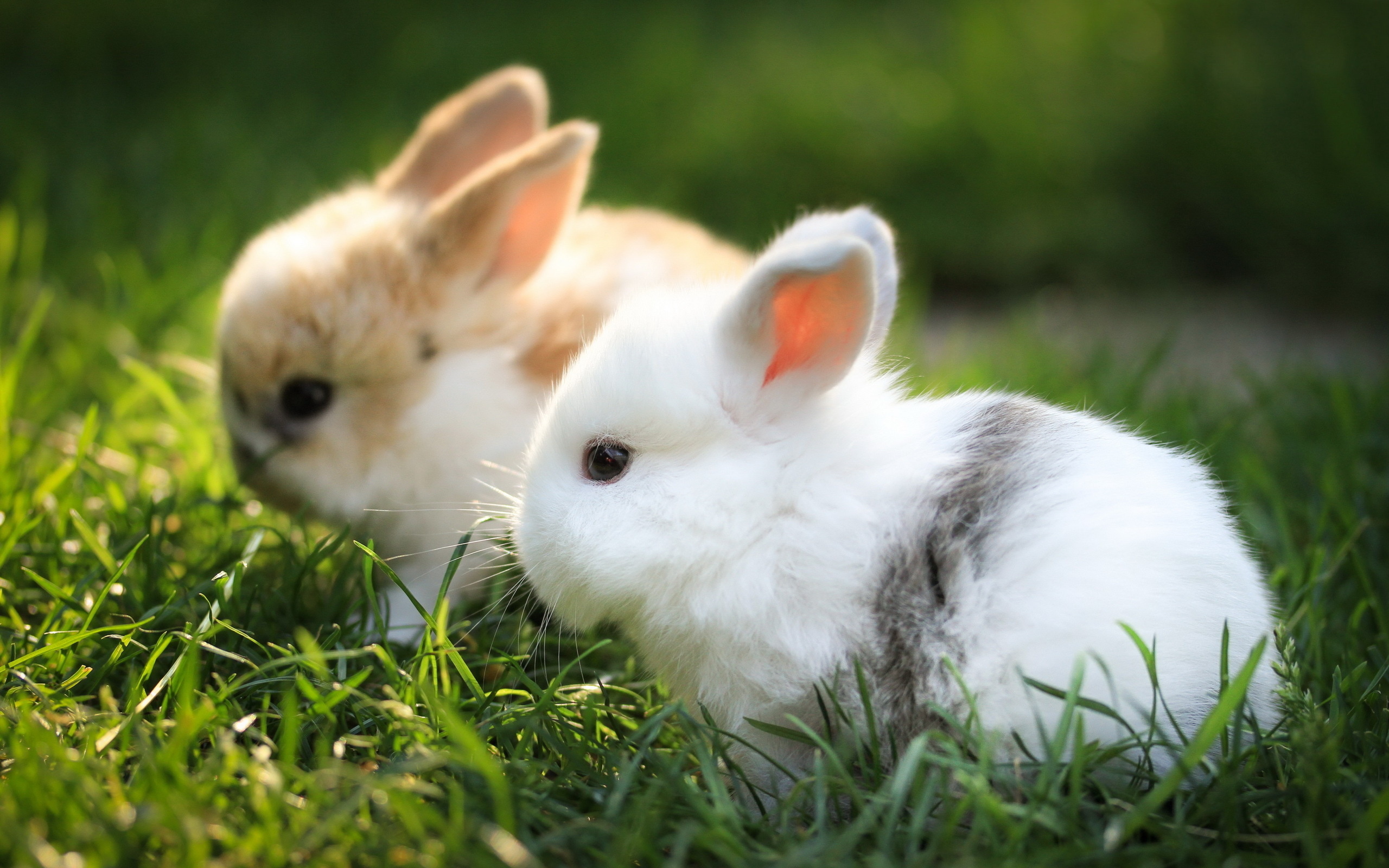 rabbit, cute, animal