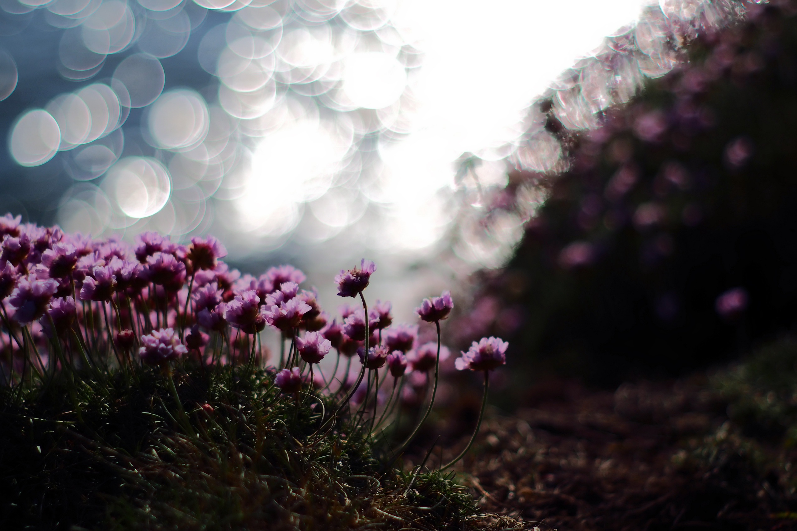 Free download wallpaper Flowers, Flower, Close Up, Earth, Bokeh, Pink Flower on your PC desktop