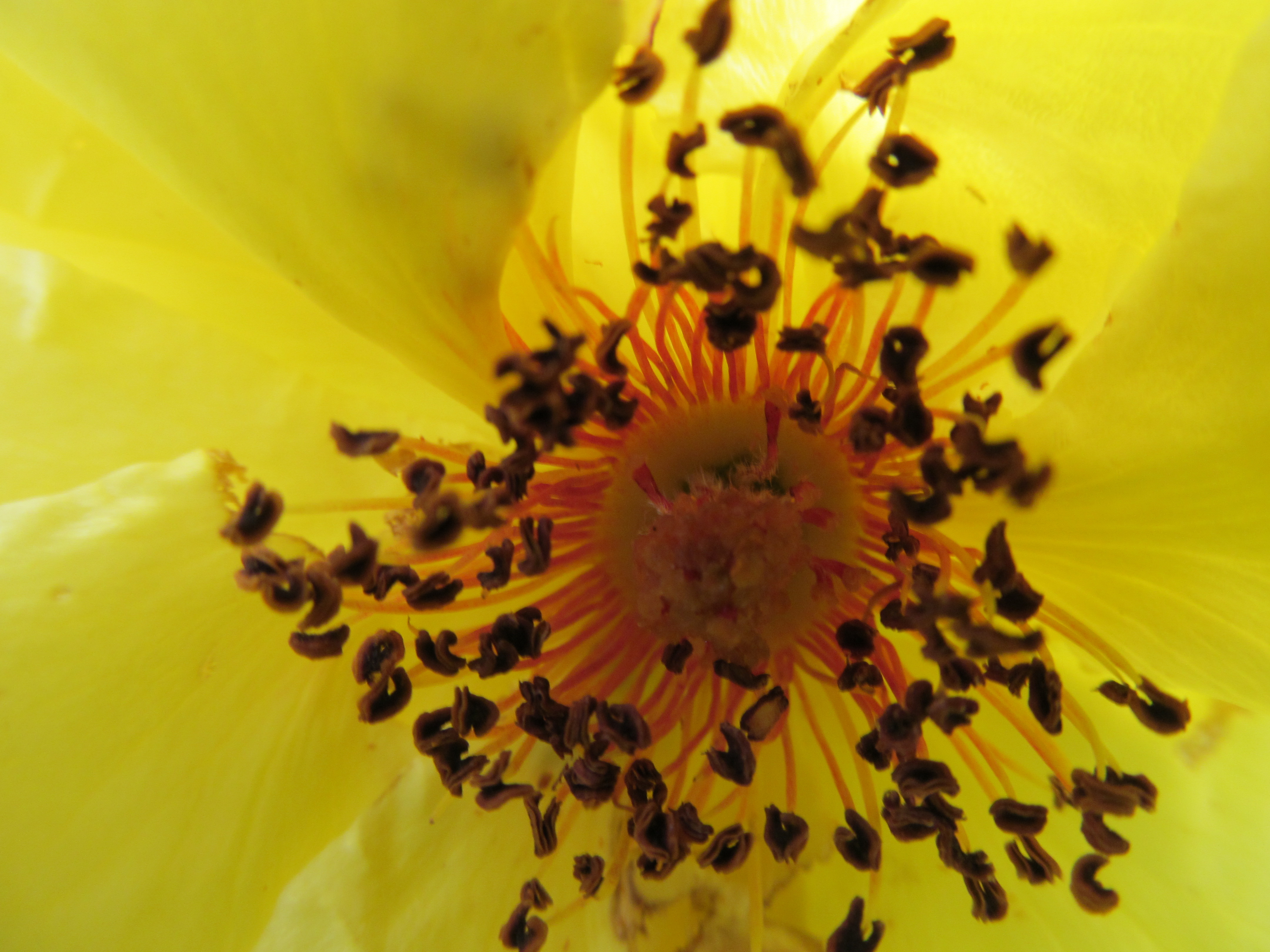 Téléchargez gratuitement l'image Fleurs, Fleur, Terre/nature sur le bureau de votre PC