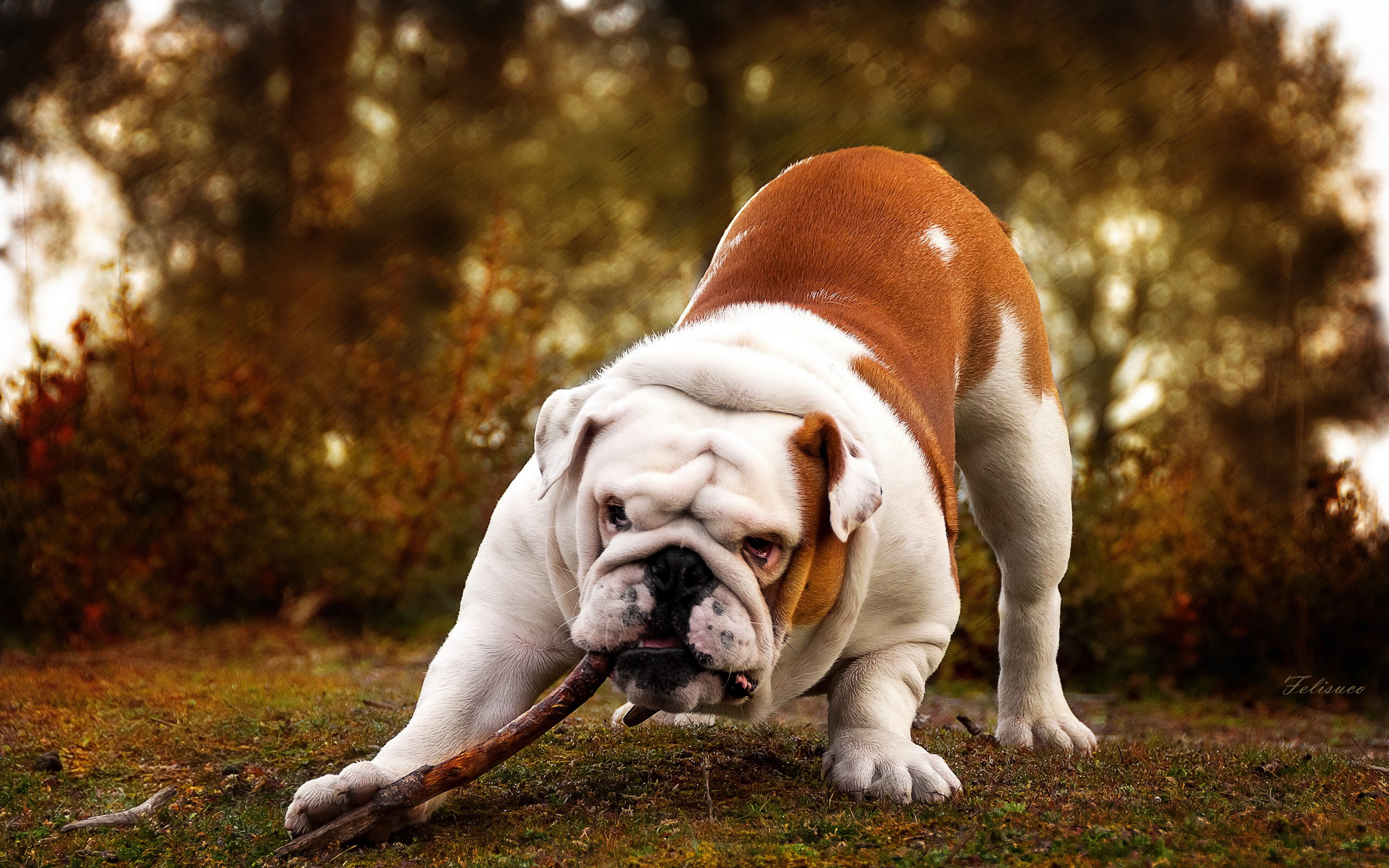 299042 descargar imagen animales, buldog, perros: fondos de pantalla y protectores de pantalla gratis
