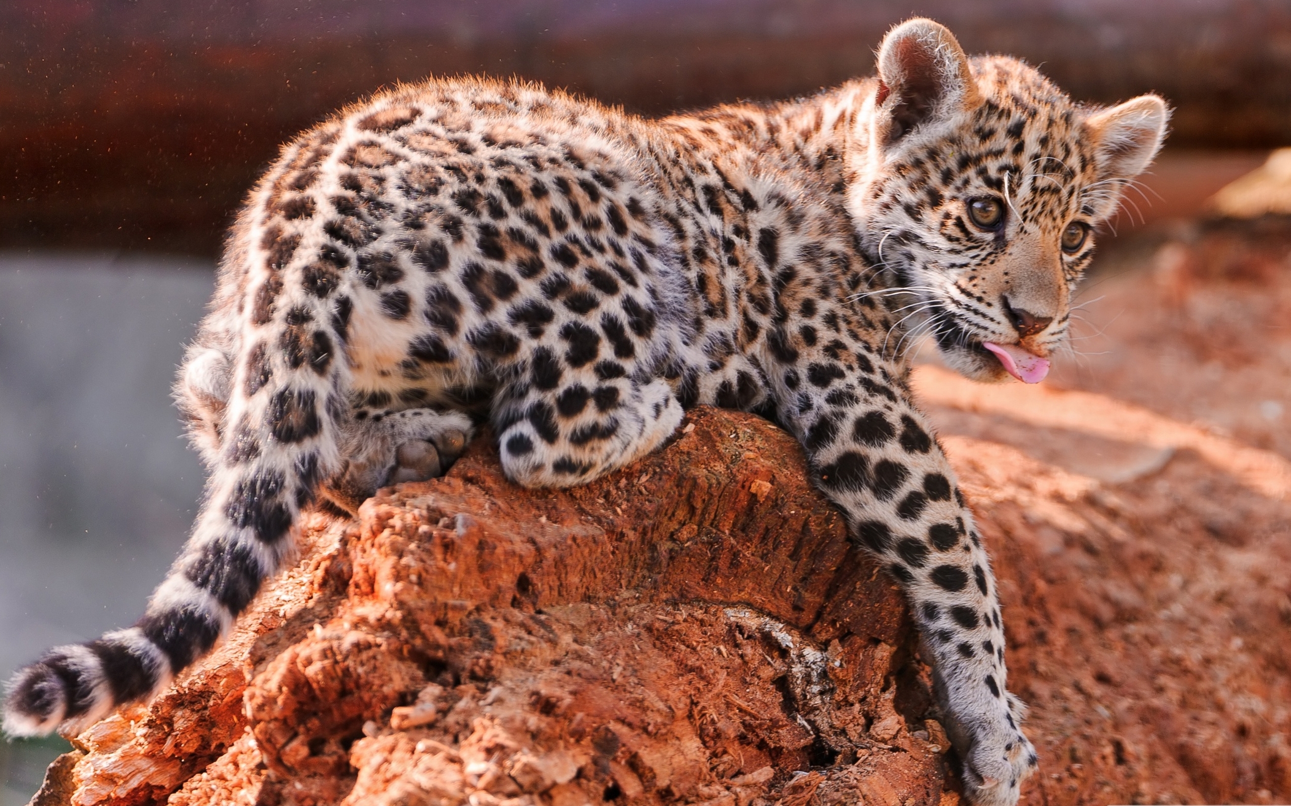 264835 Bild herunterladen tiere, jaguar, katzen - Hintergrundbilder und Bildschirmschoner kostenlos