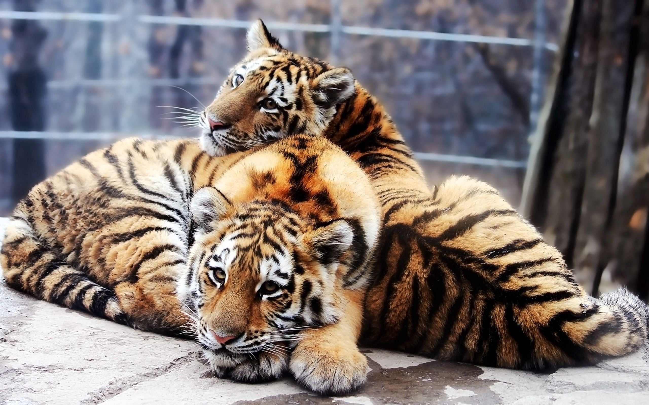 animals, tigers, predators, couple, pair, tenderness, tiger cubs