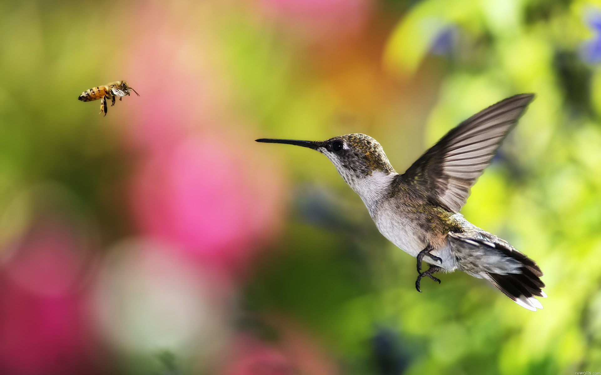 Free download wallpaper Hummingbird, Birds, Animal on your PC desktop