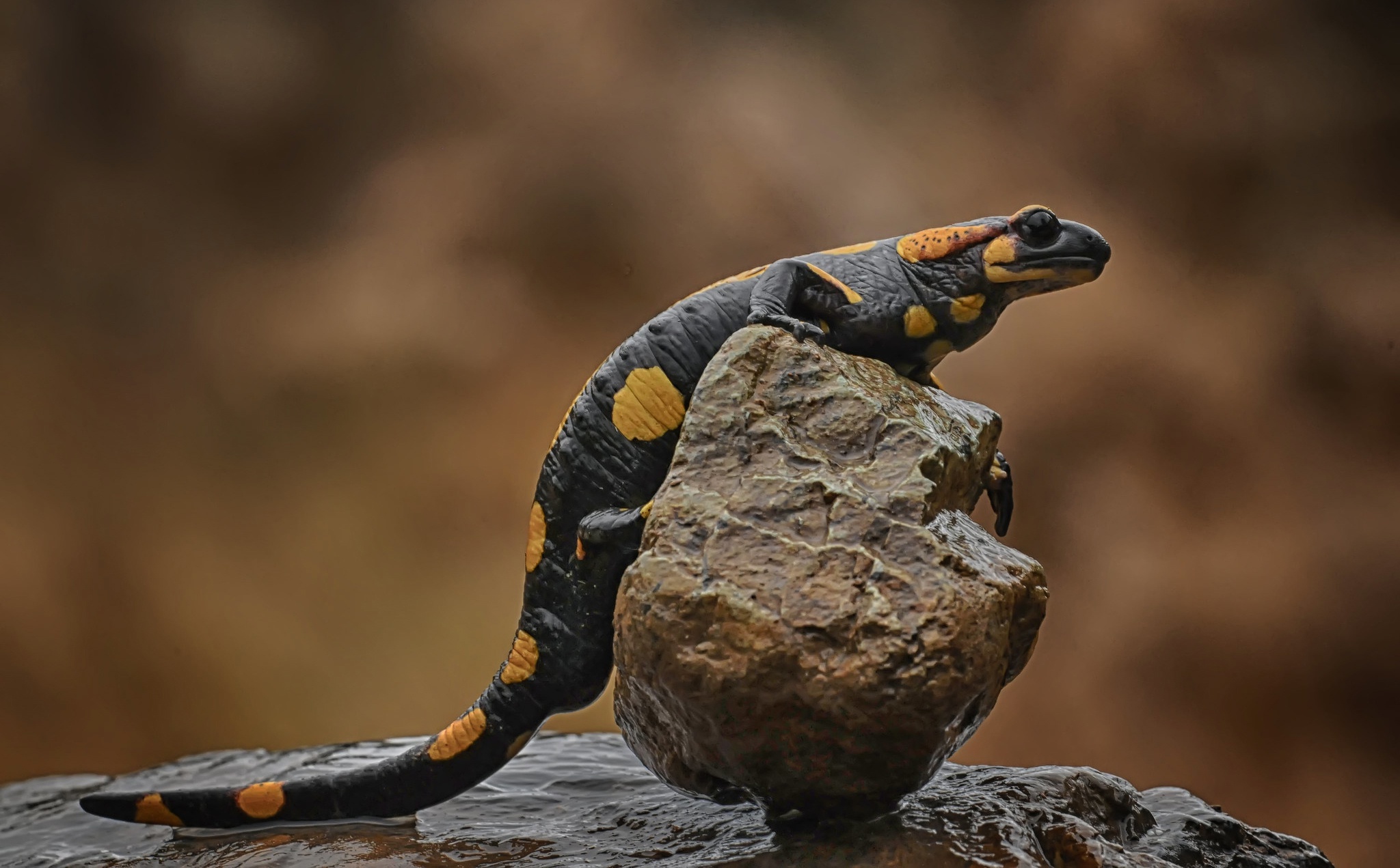 1010280 Bild herunterladen tiere, salamander, eidechse, reptil - Hintergrundbilder und Bildschirmschoner kostenlos