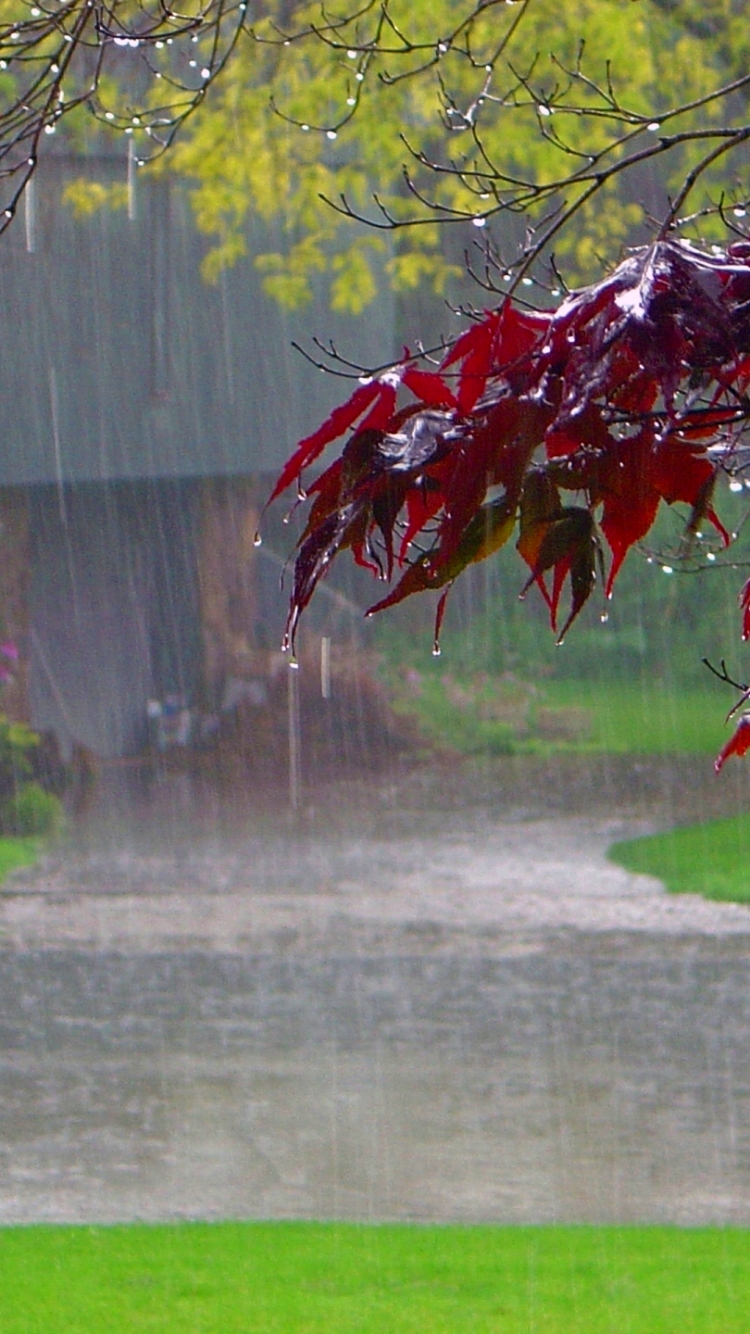 Download mobile wallpaper Rain, Fall, Photography for free.