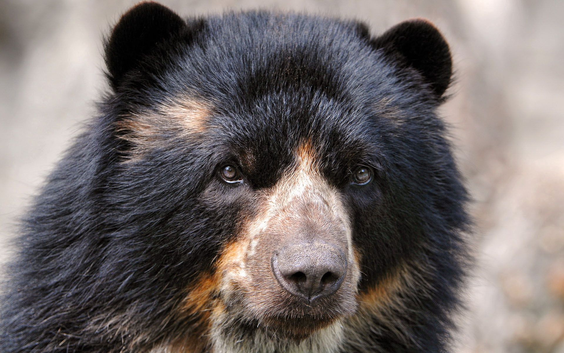 spectacled bear, animals, sight, opinion, nose, wool