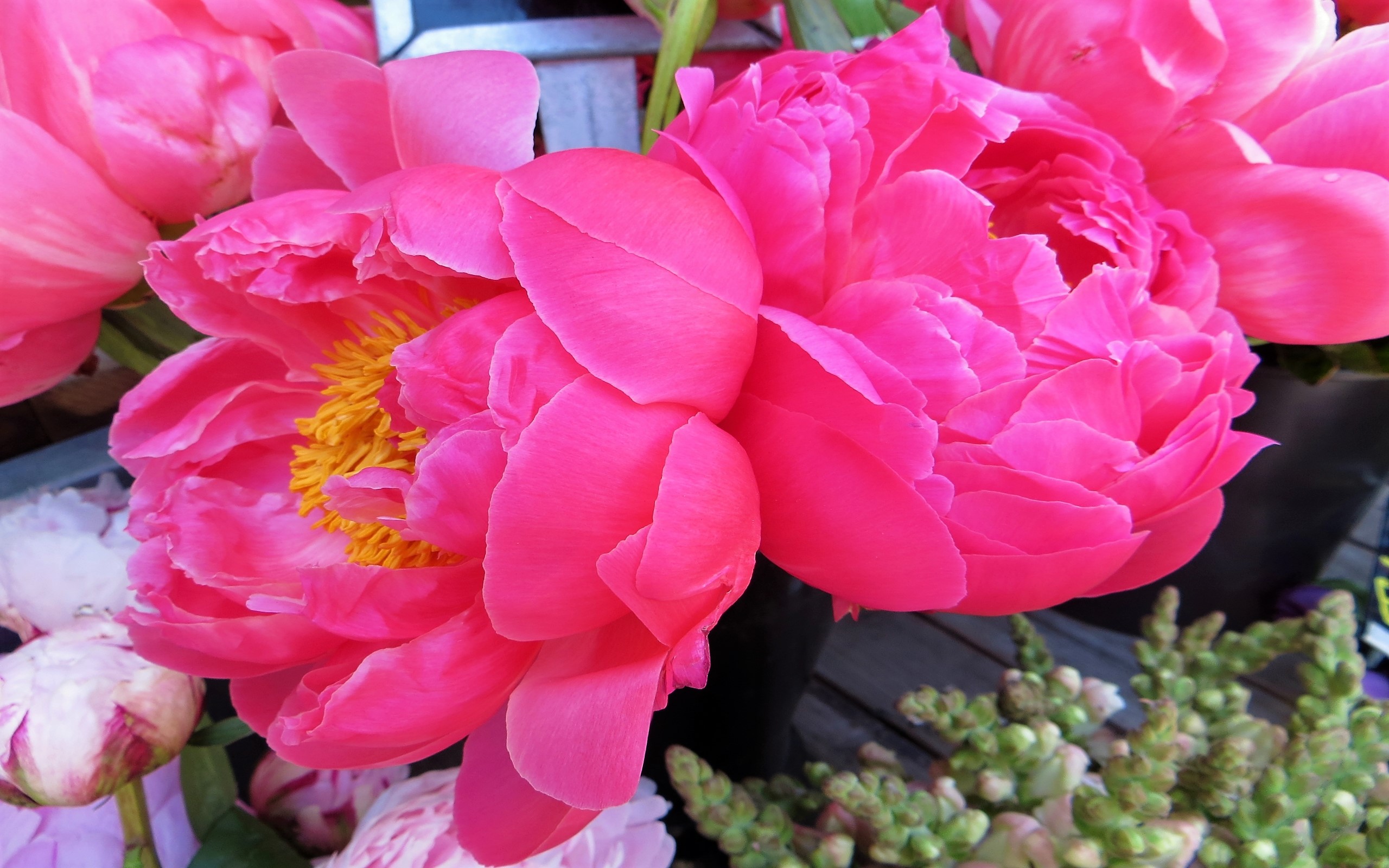 Скачать обои бесплатно Цветок, Пион, Земля/природа, Розовый Цветок, Флауэрсы картинка на рабочий стол ПК