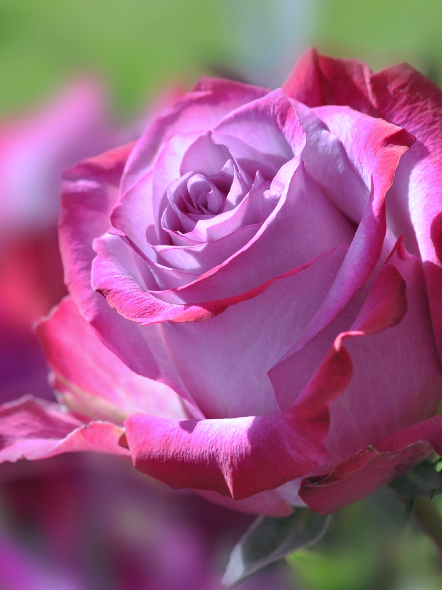 Free download wallpaper Flowers, Flower, Rose, Earth, Pink Flower on your PC desktop