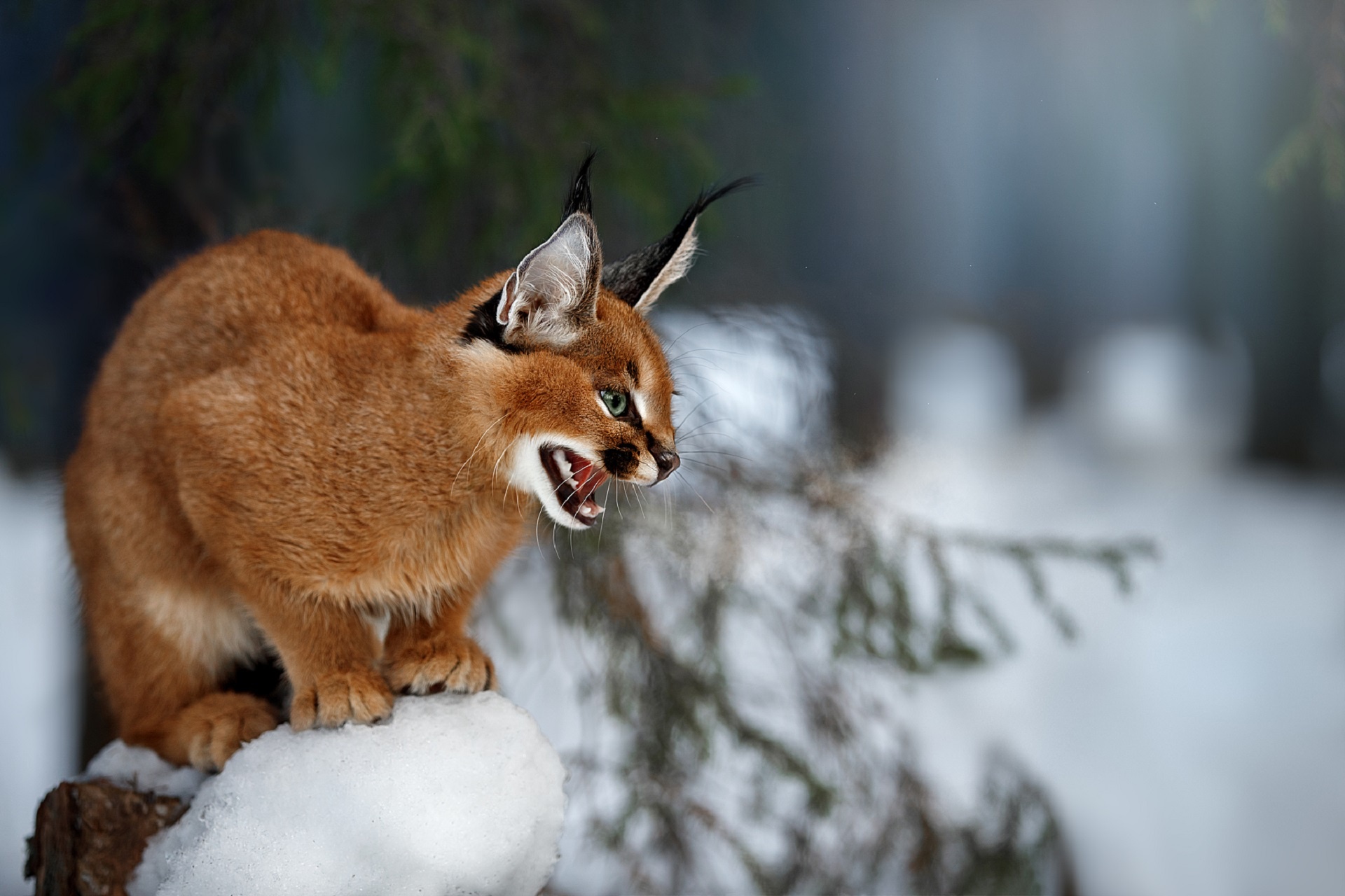 Free download wallpaper Cats, Animal, Caracal on your PC desktop