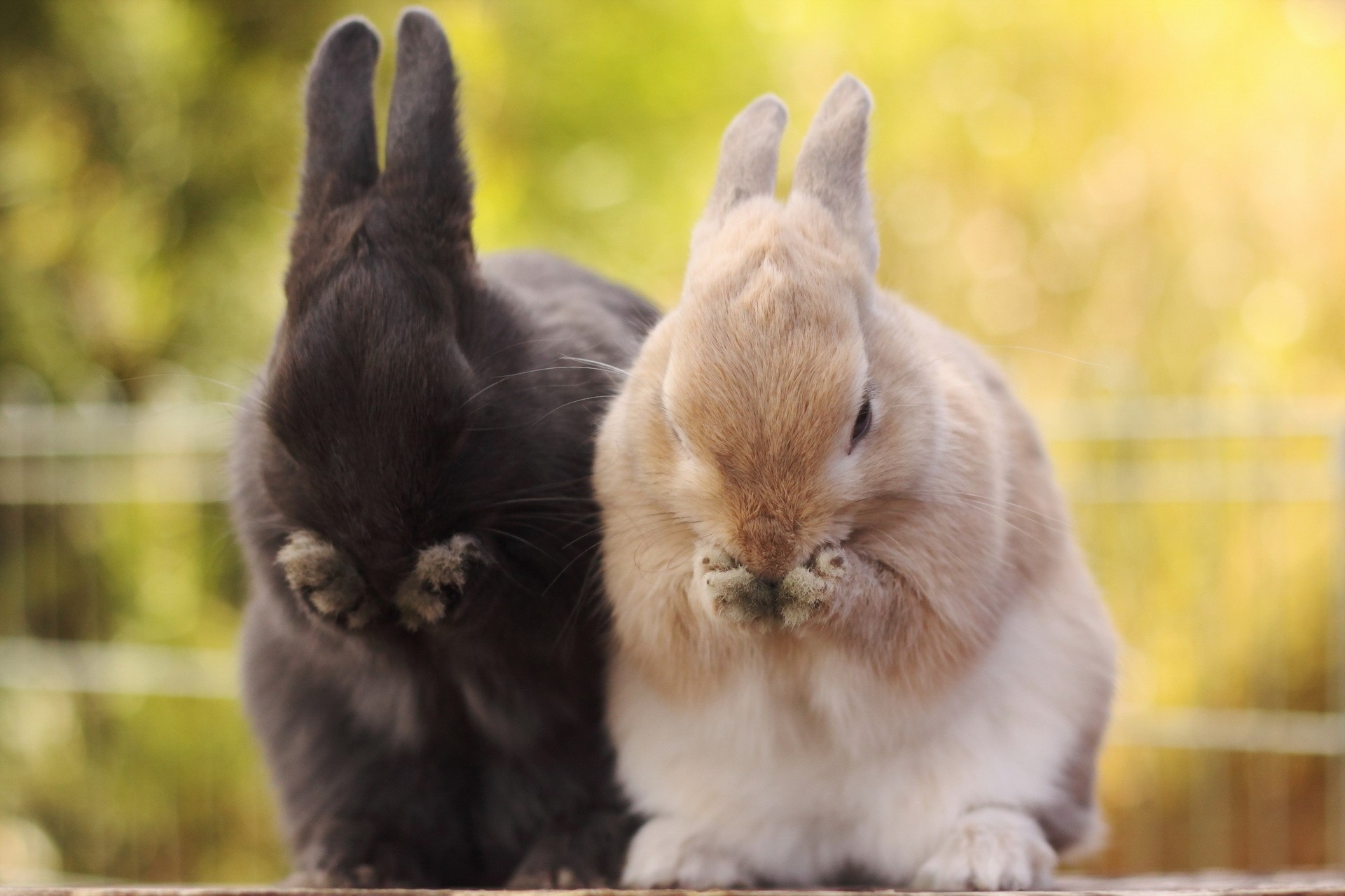 rabbits, animals, fluffy, muzzle, paws