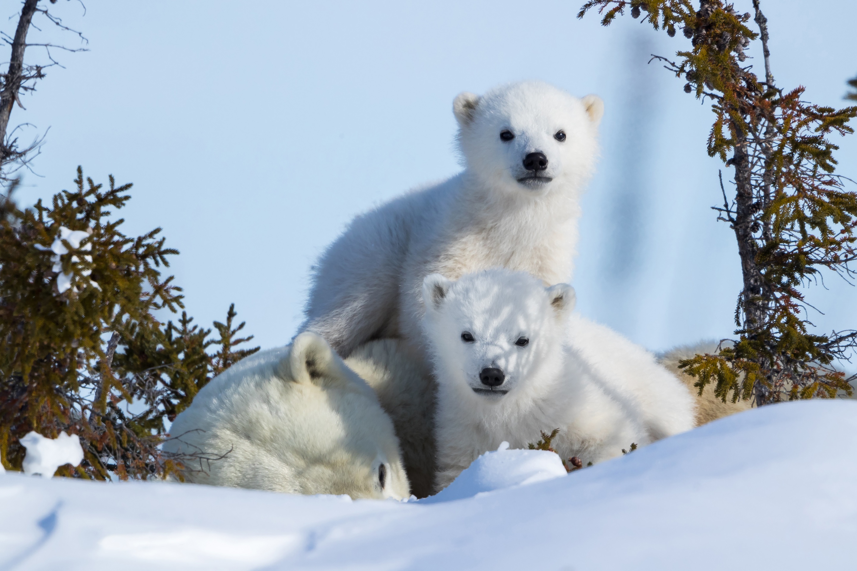 Baixe gratuitamente a imagem Animais, Neve, Urso Polar, Ursos, Animal Bebê, Filhote na área de trabalho do seu PC