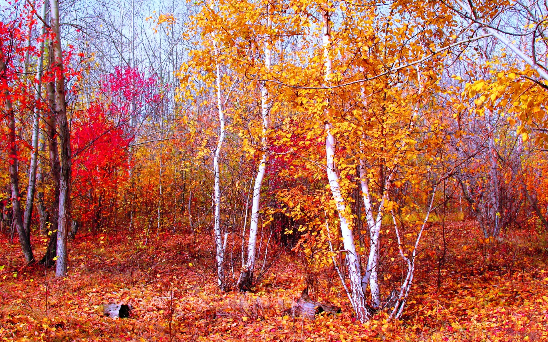 無料モバイル壁紙風景, 自然, 秋, 葉, 森, 地球, シーズンをダウンロードします。