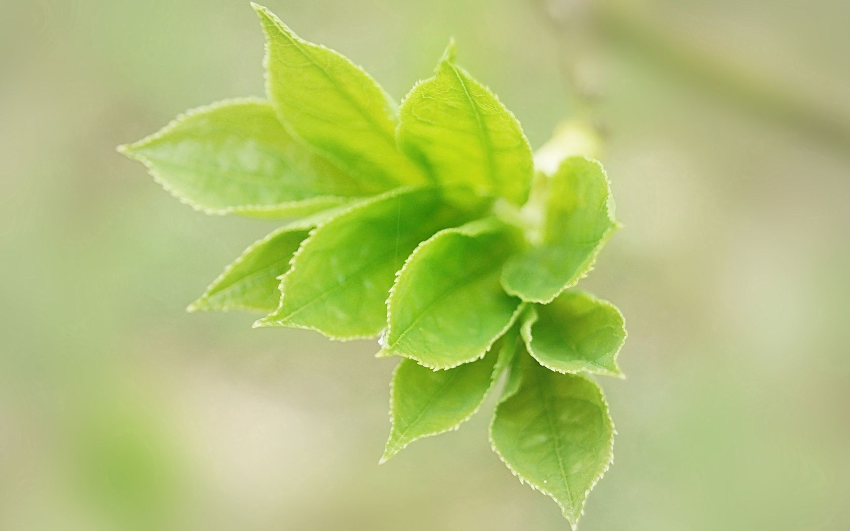 leaves, macro, light, petals, greens, light coloured Image for desktop