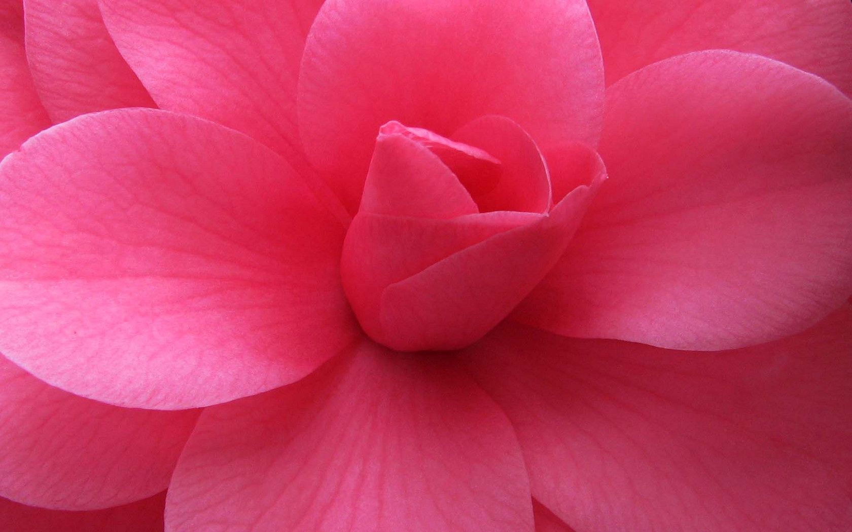 Download mobile wallpaper Petals, Macro, Flower, Plant, Pink for free.