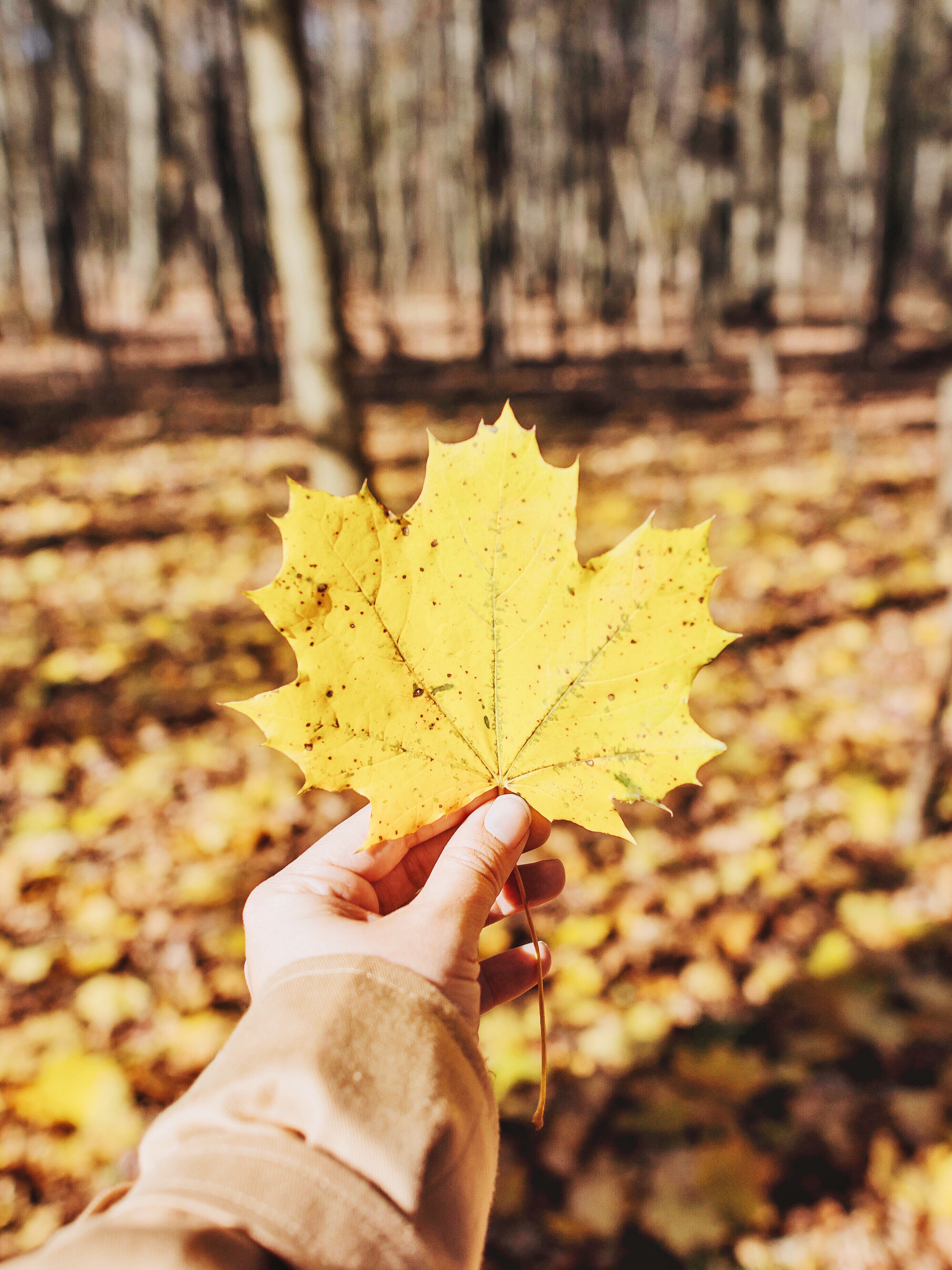 nature, autumn, yellow, hand, sheet, leaf, maple, fallen desktop HD wallpaper