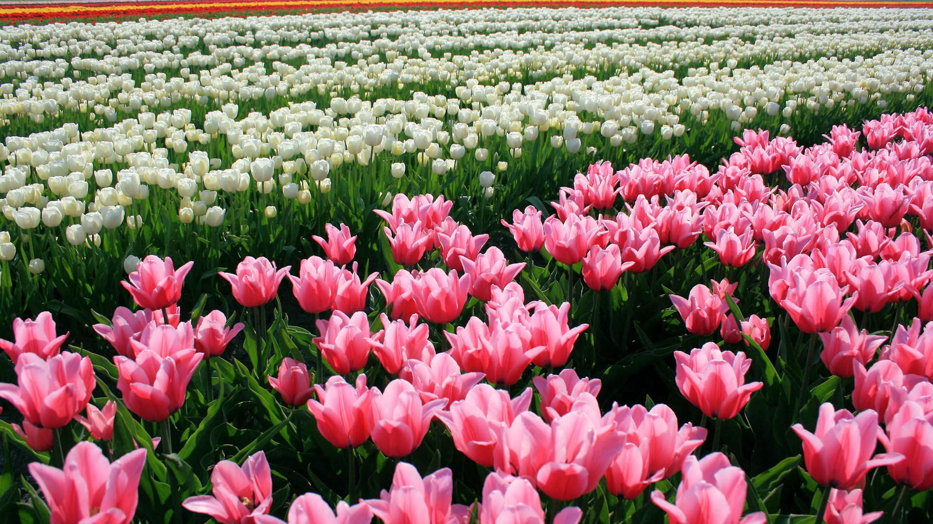 Laden Sie das Blumenbeet, Rosa, Blumen, Tulpen-Bild kostenlos auf Ihren PC-Desktop herunter