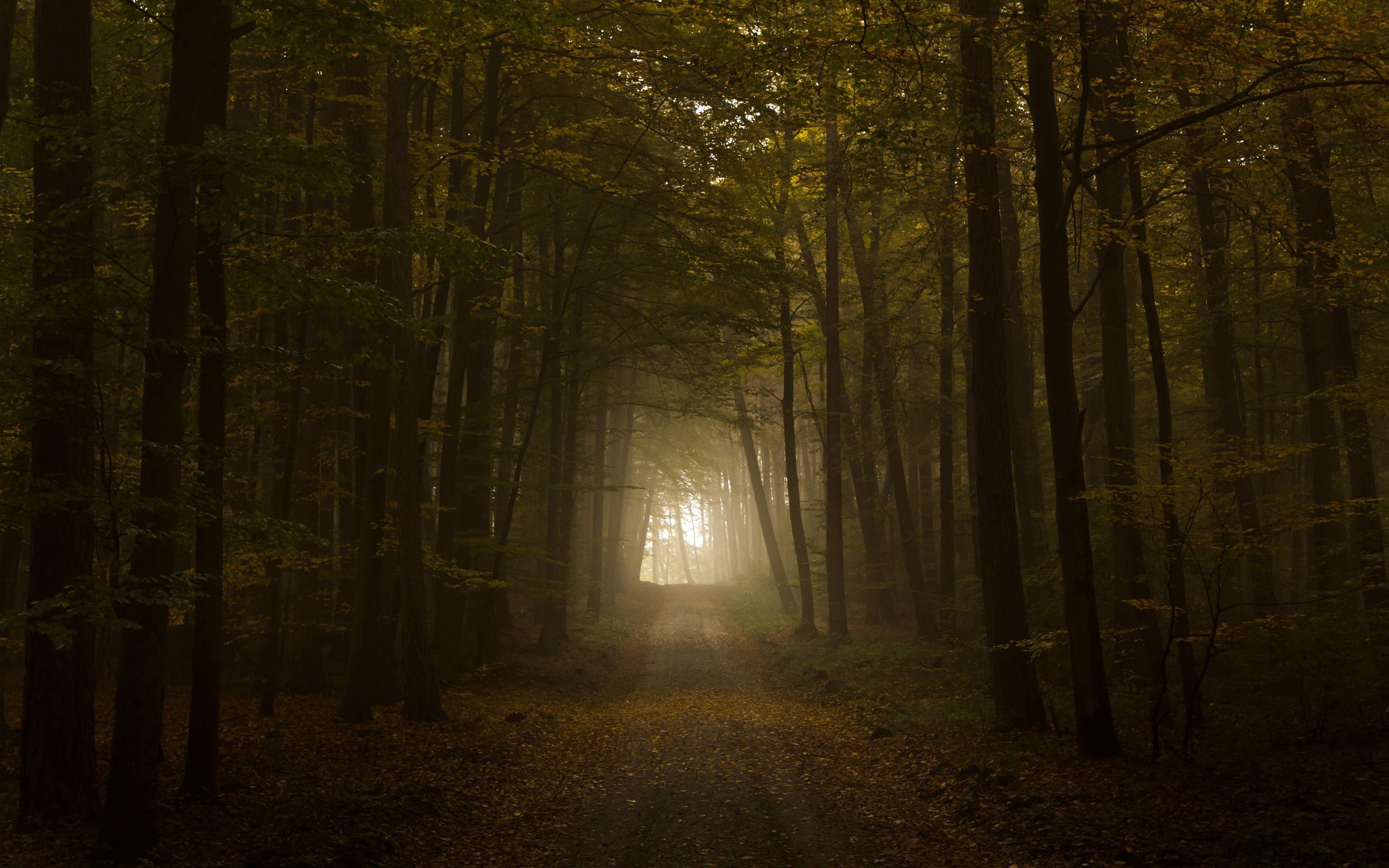 Laden Sie das Straße, Bäume, Scheinen, Licht, Wald, Nebel, Natur, Herbst-Bild kostenlos auf Ihren PC-Desktop herunter