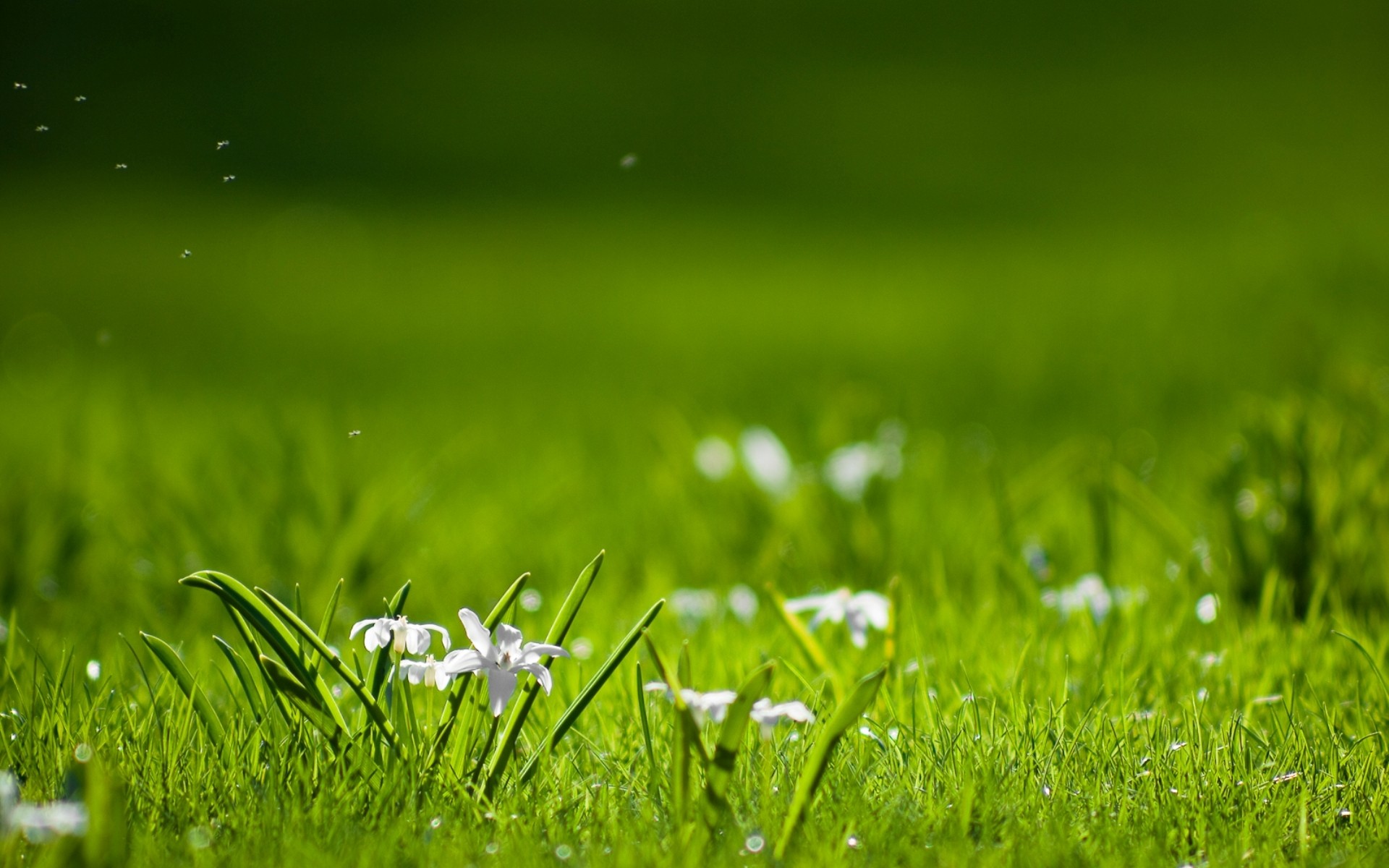 Téléchargez des papiers peints mobile Fleur, Terre/nature gratuitement.