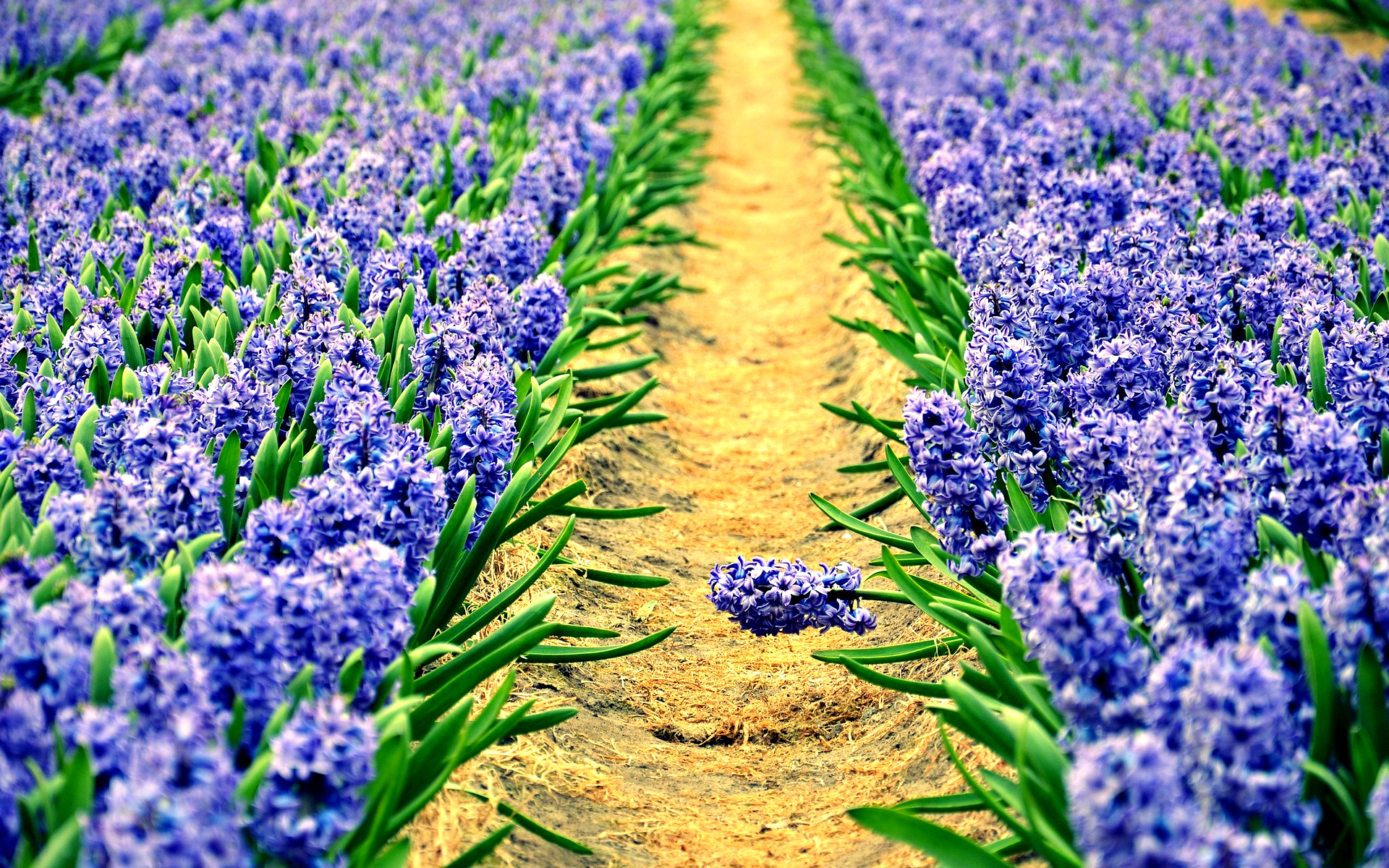 earth, hyacinth, flower, nature, flowers