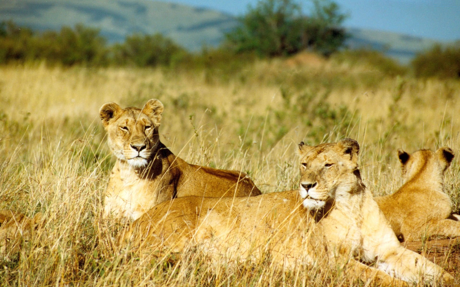 Téléchargez des papiers peints mobile Animaux, Chats, Lion gratuitement.