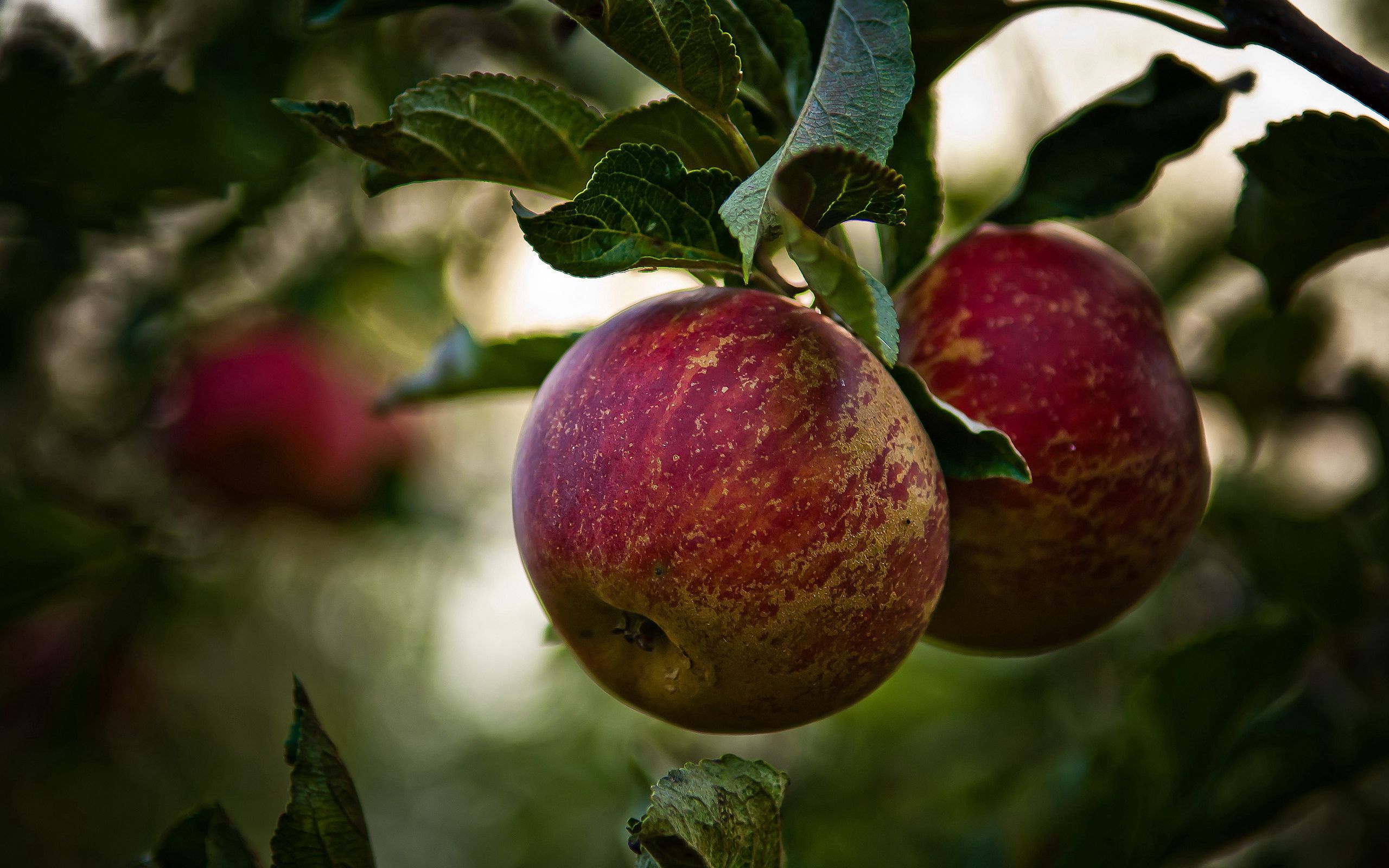 food, leaves, apples, branch 1080p