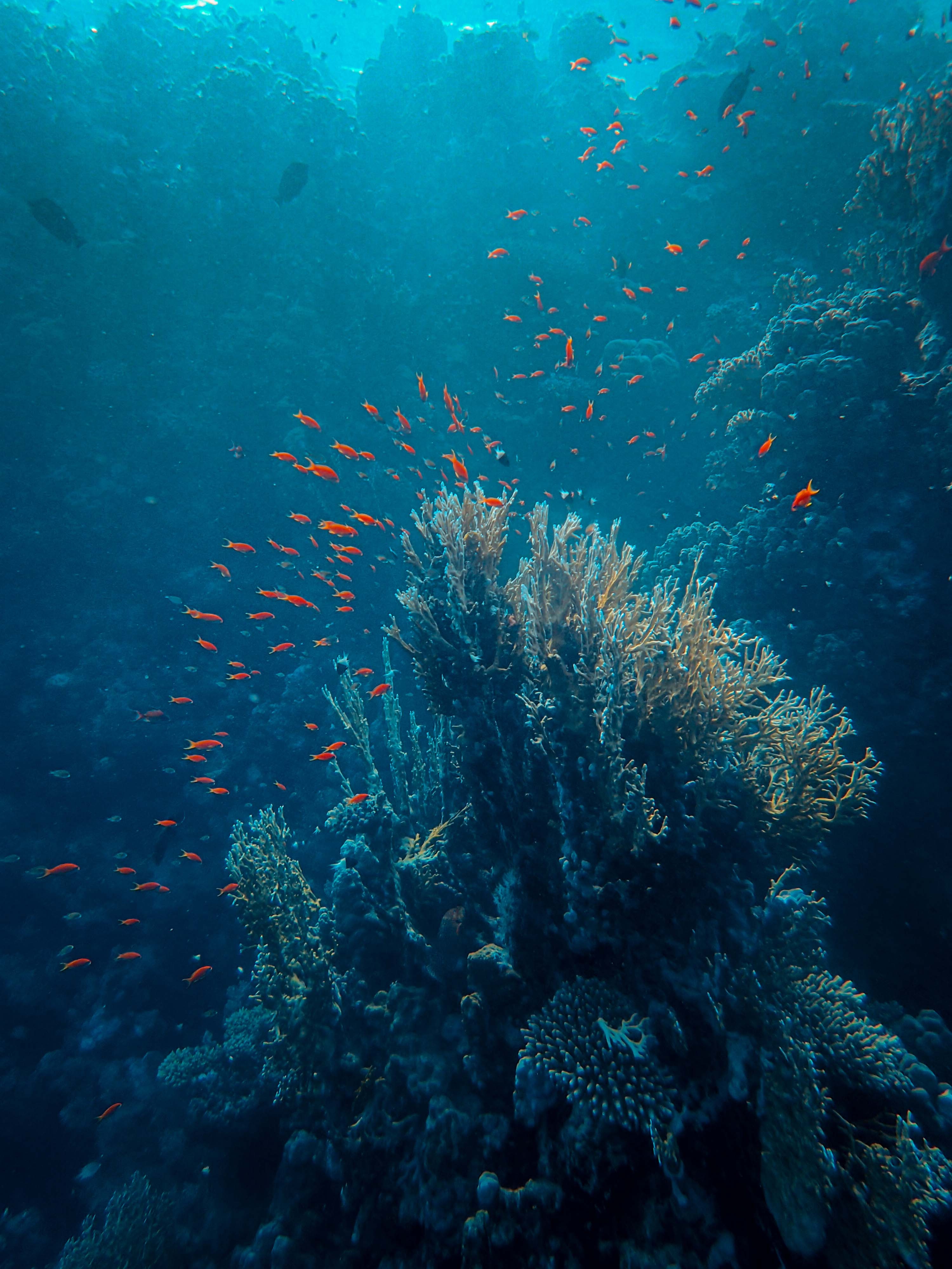 sea, underwater, coral, under water, fish, depth, animals HD wallpaper