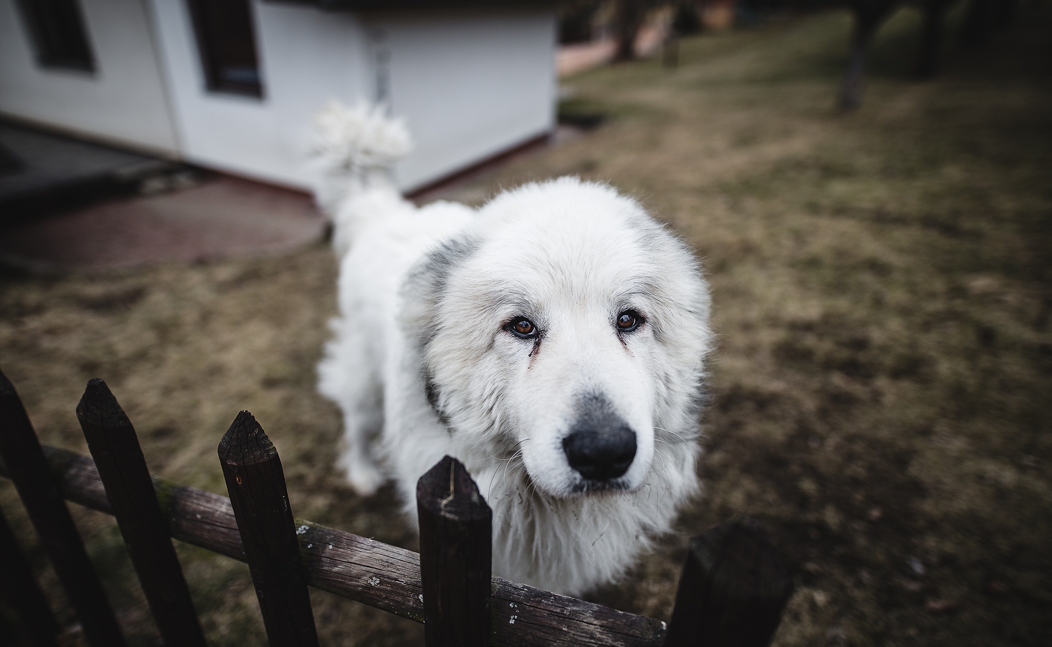 Laden Sie das Tiere, Hunde, Hund, Tiefenschärfe-Bild kostenlos auf Ihren PC-Desktop herunter