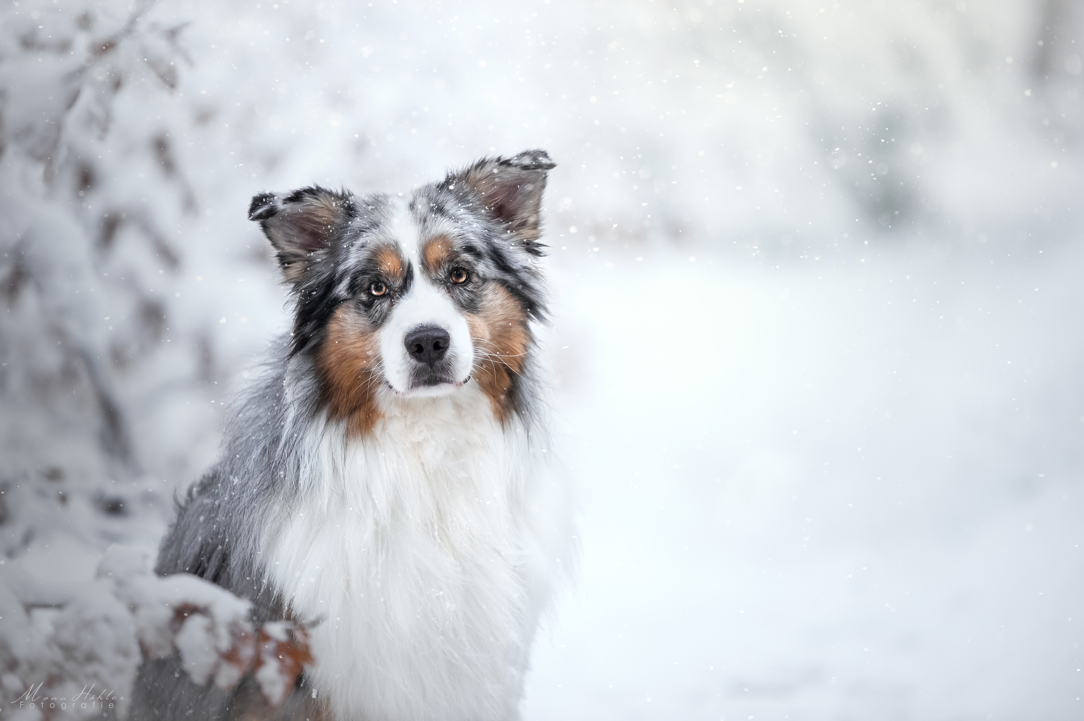 426682 скачать обои собаки, австралийская овчарка, зима, животные, глубина резкости, собака, снег, снегопад, глазеть - заставки и картинки бесплатно