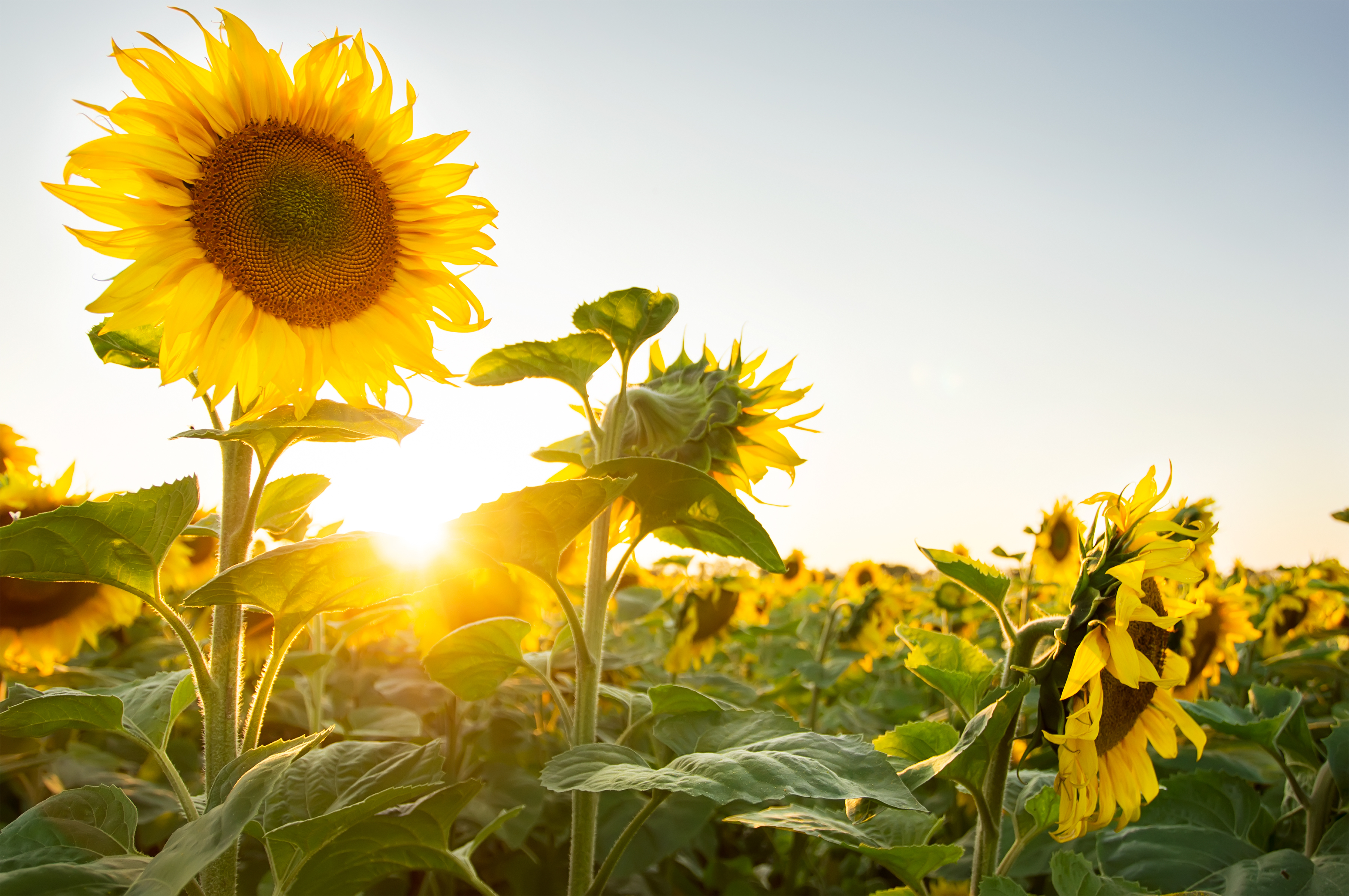Download mobile wallpaper Nature, Flowers, Summer, Earth, Sunflower, Yellow Flower for free.