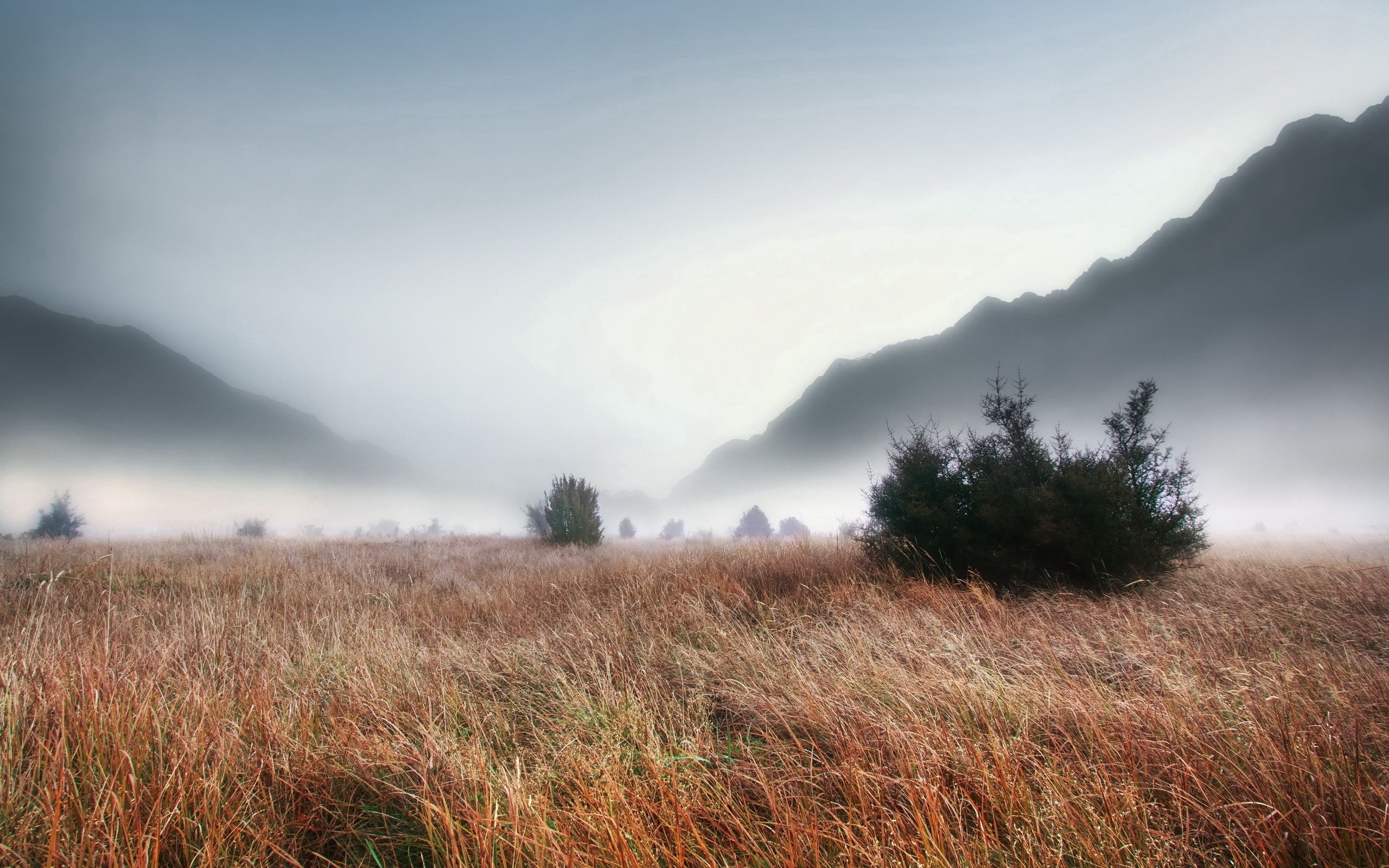 creepy, nature, grass, mountains, autumn, fog, thick, withered, it's a sly, haze, gloomy, ate