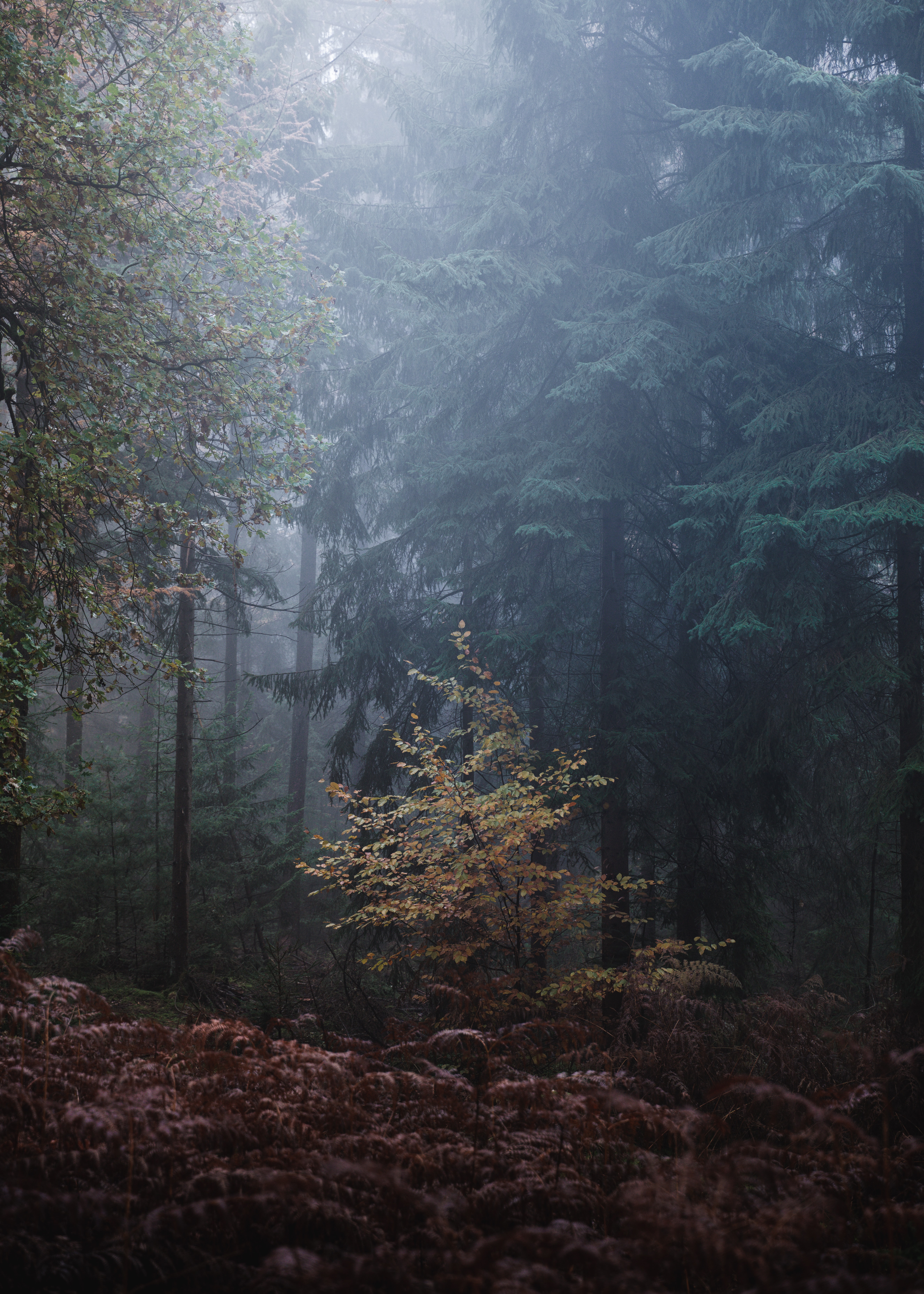 nature, trees, leaves, forest, fog, gloomy, gloomily