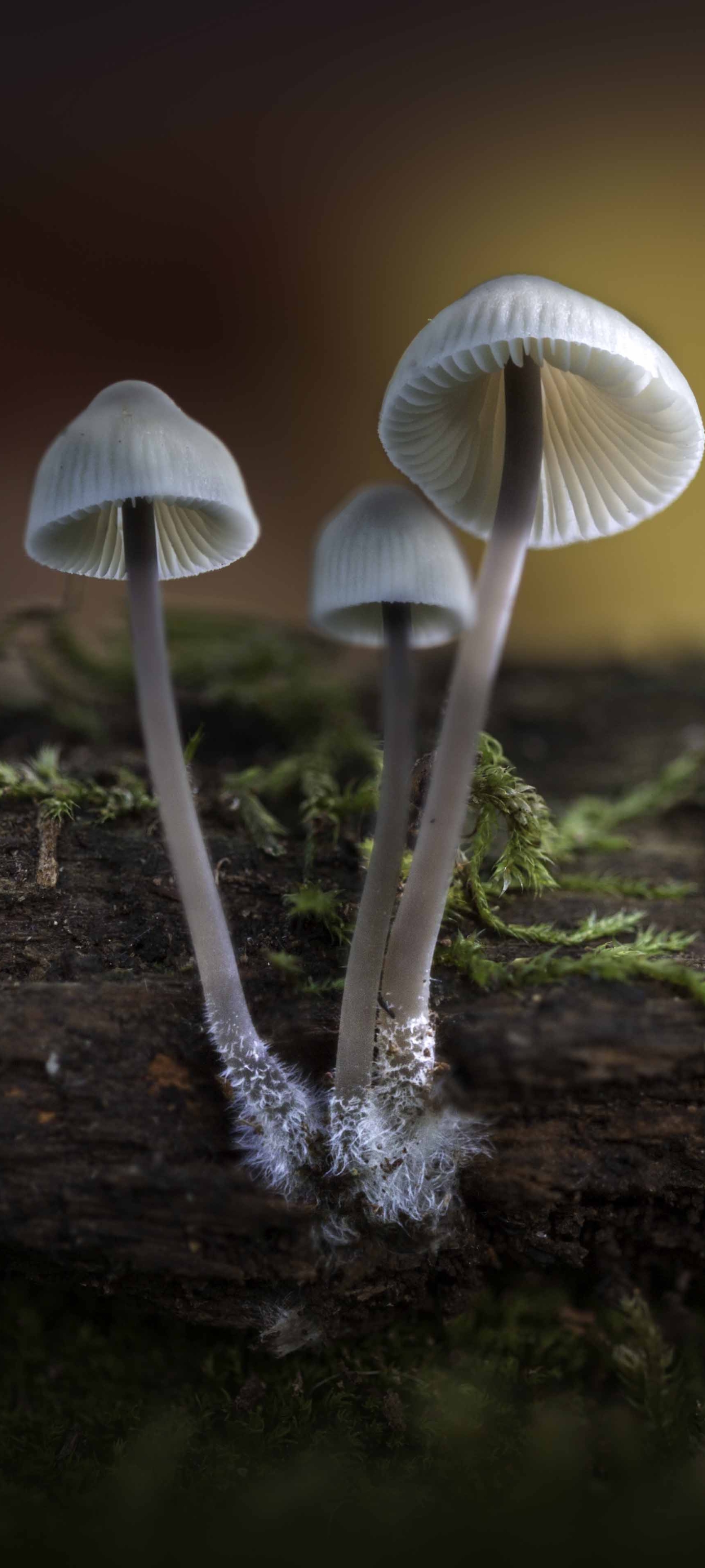 Download mobile wallpaper Macro, Earth, Mushroom for free.